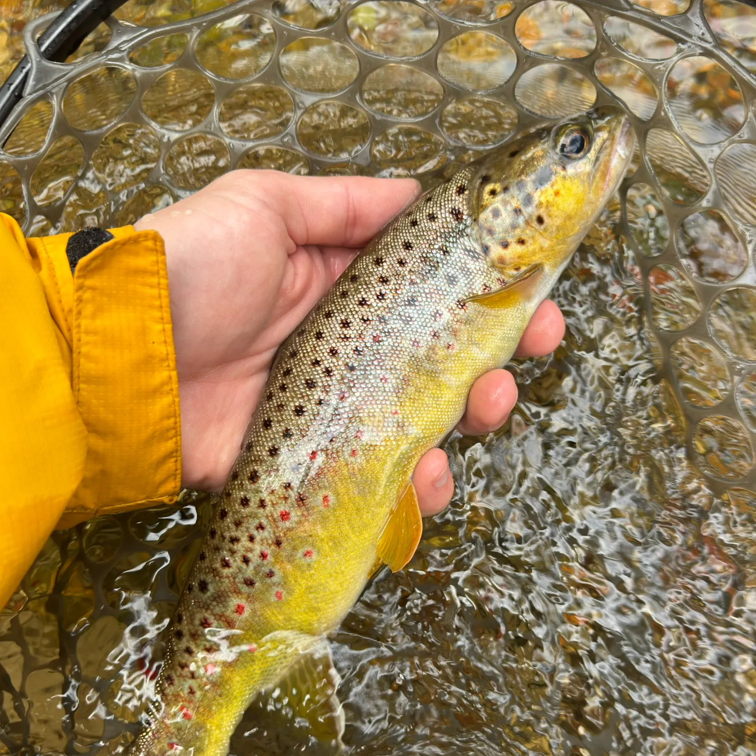 Brown trout caught on Fishbrain