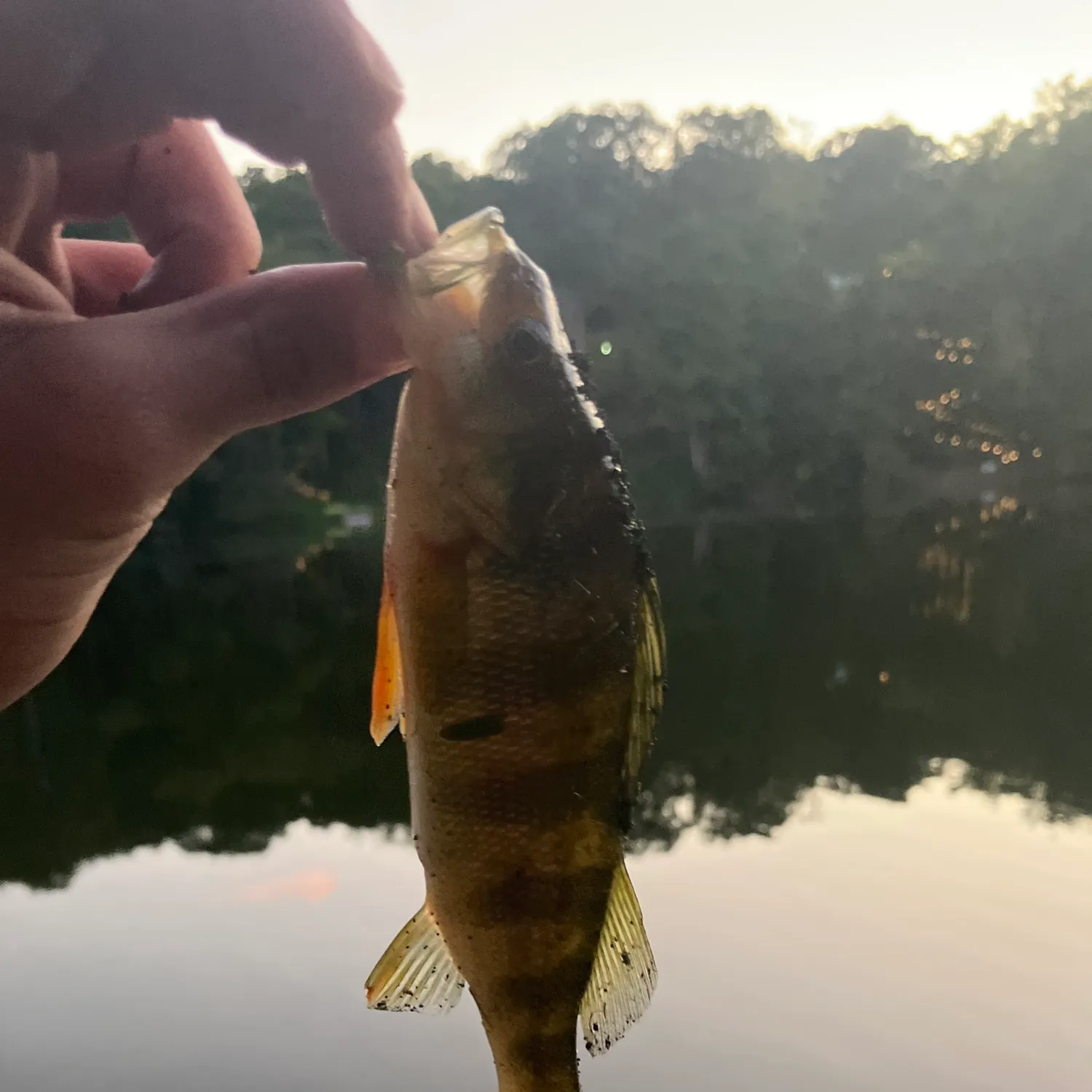 Yellow perch caught on Fishbrain