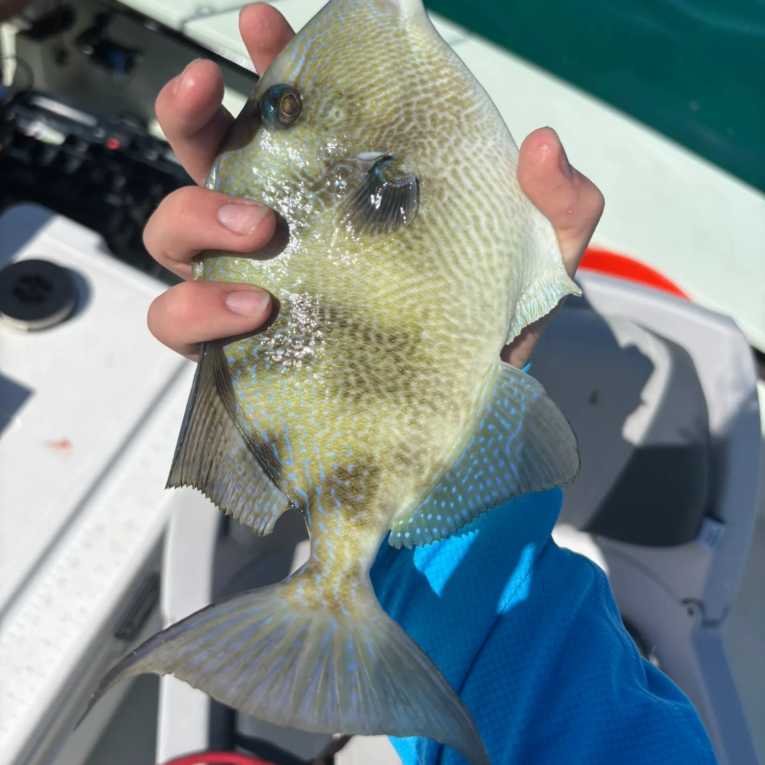 The most recent Grey triggerfish catches on Fishbrain
