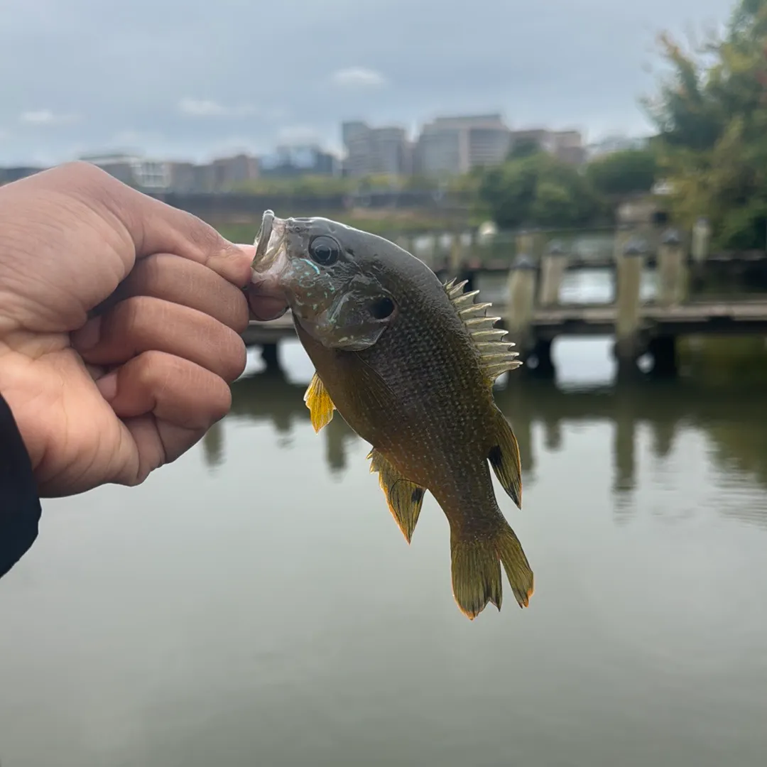 Green sunfish caught on Fishbrain