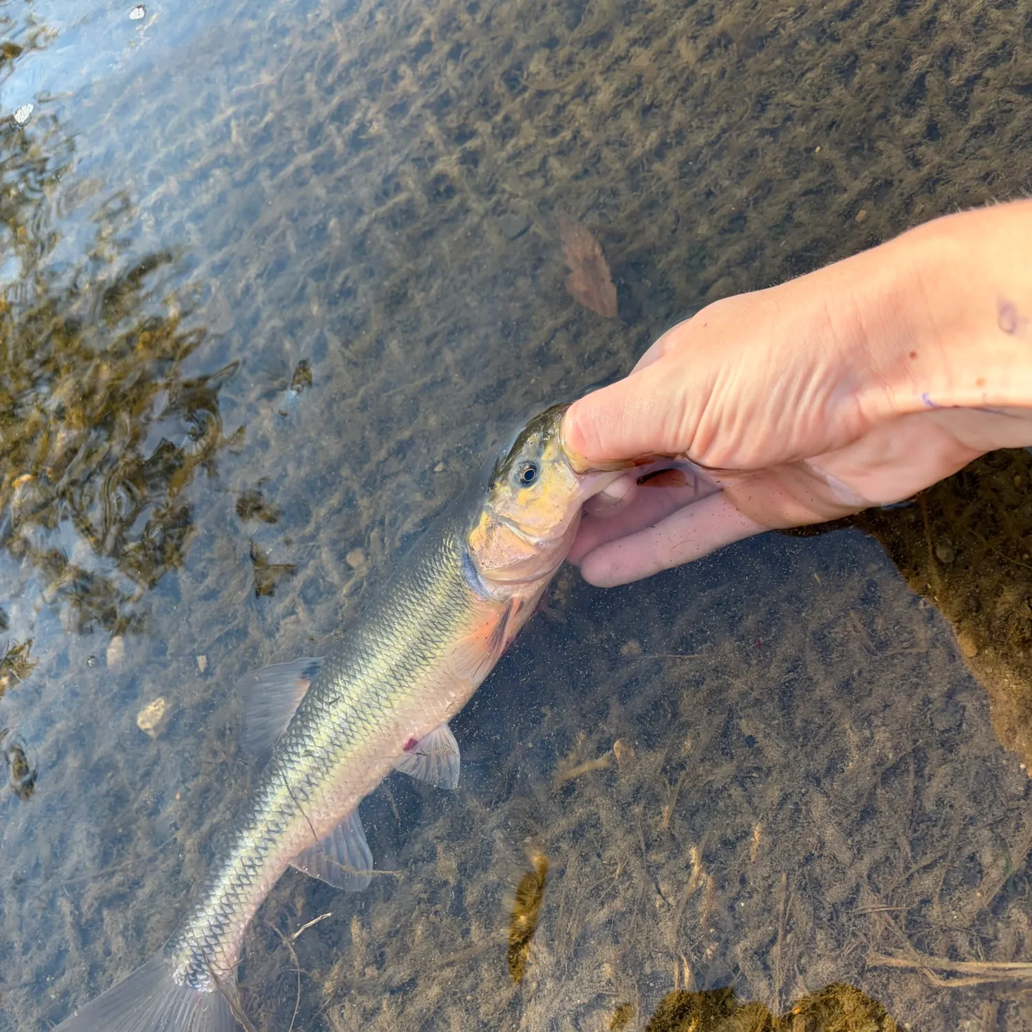Creek chub caught on Fishbrain