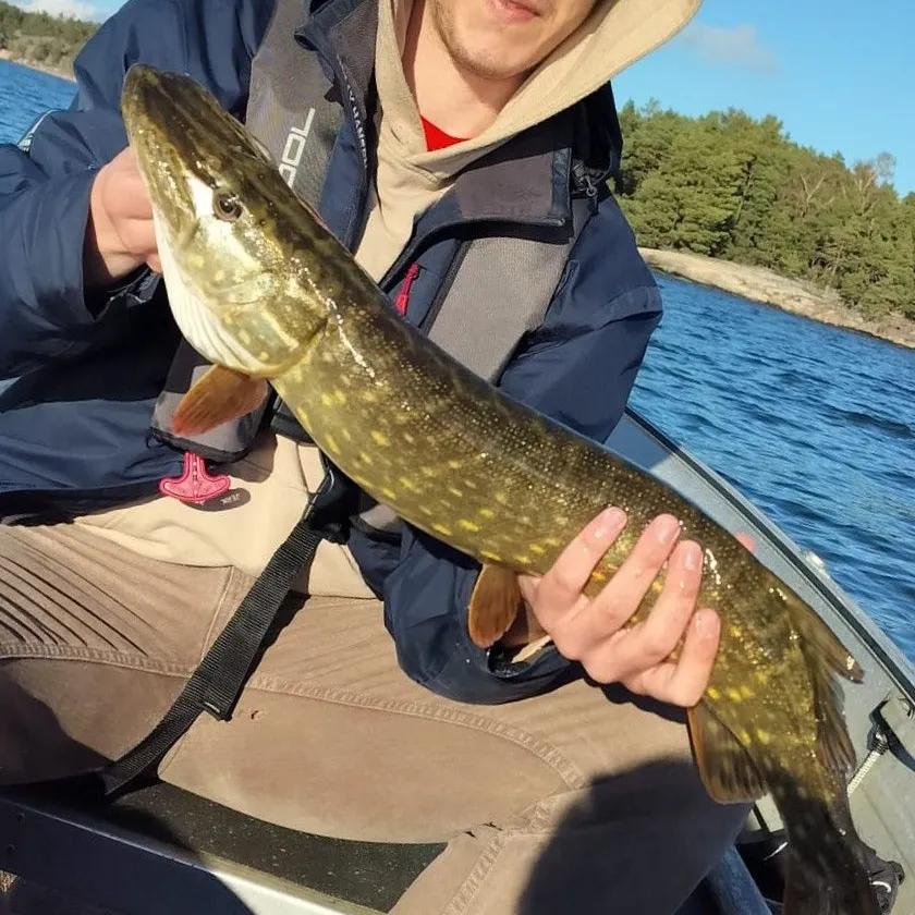 Northern pike caught on Fishbrain