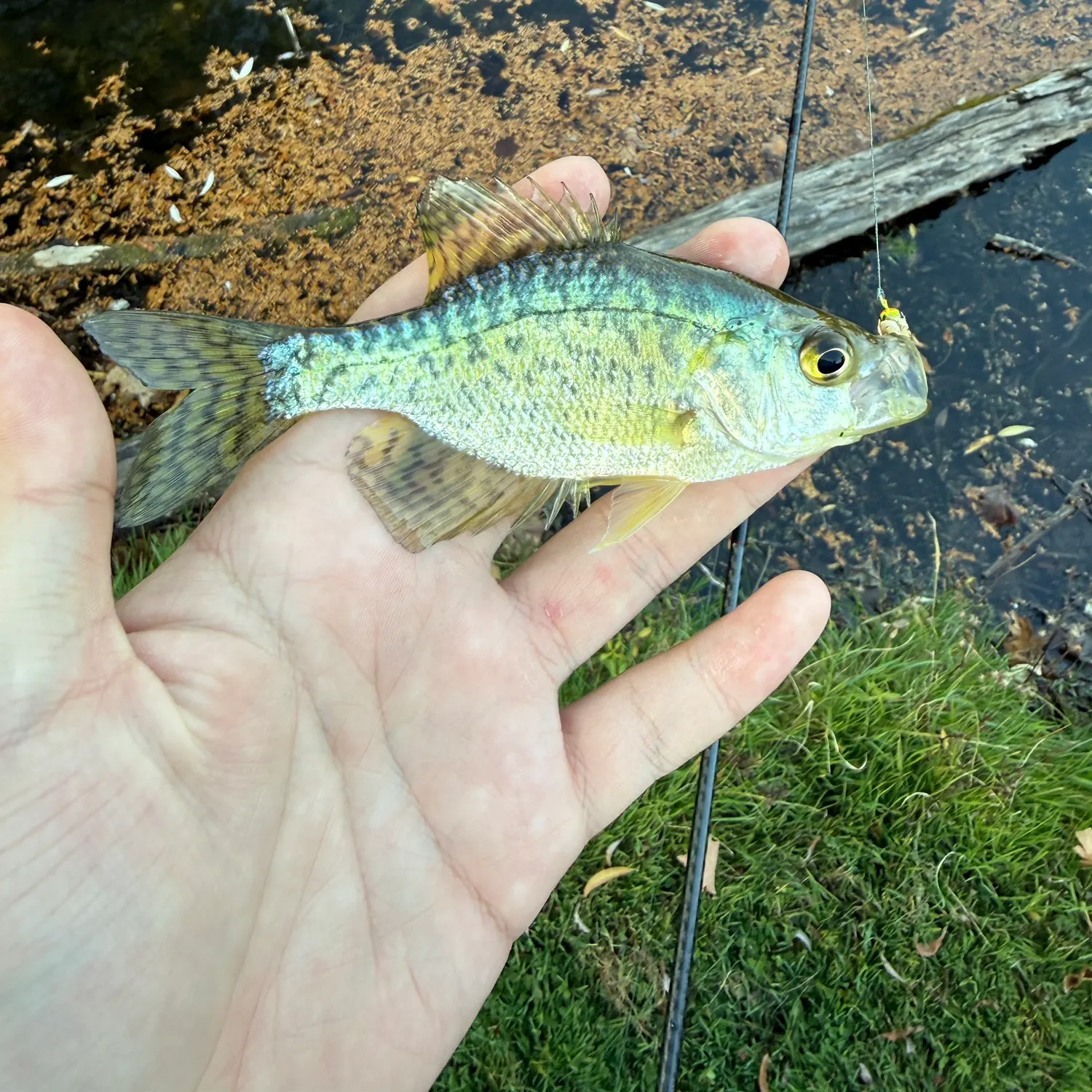 White crappie caught on Fishbrain