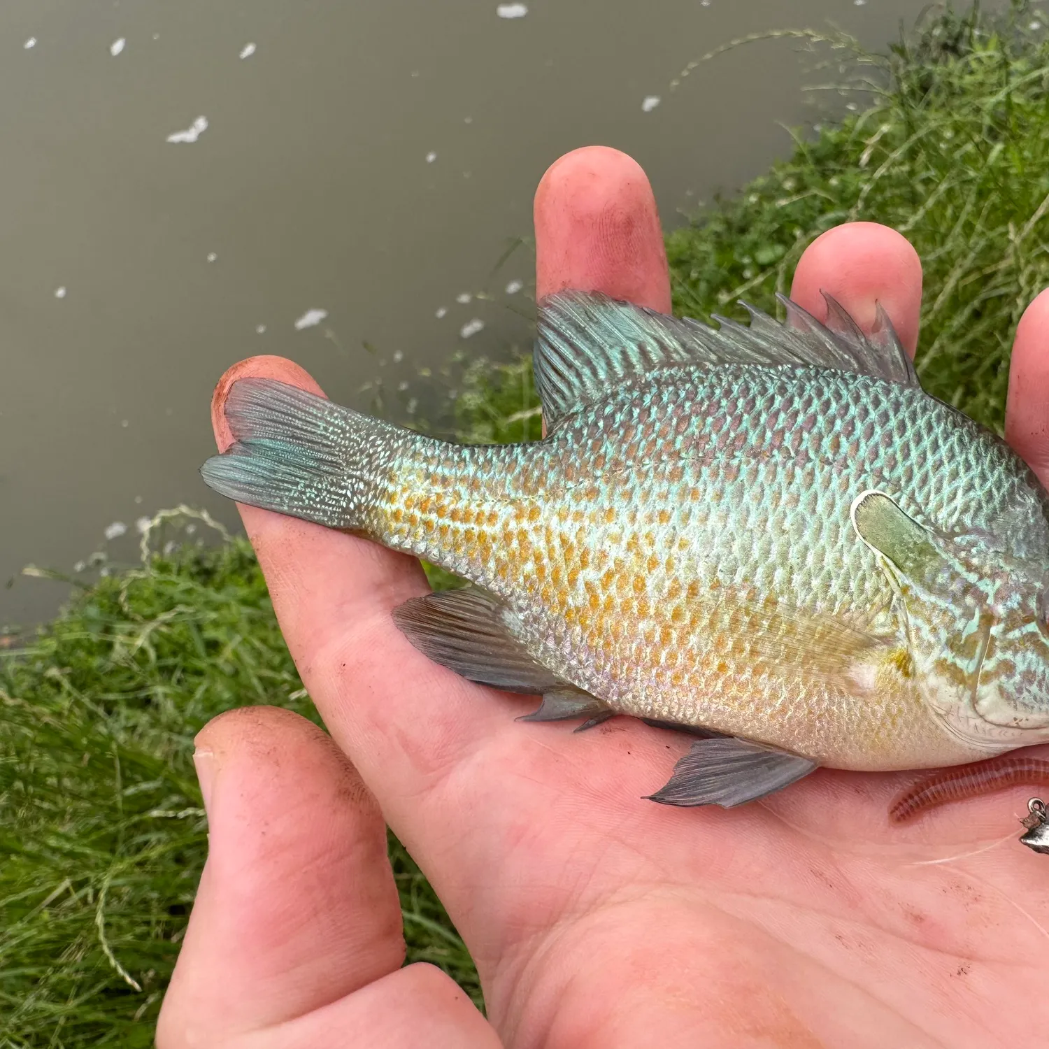 The most recent Plains longear sunfish catches on Fishbrain