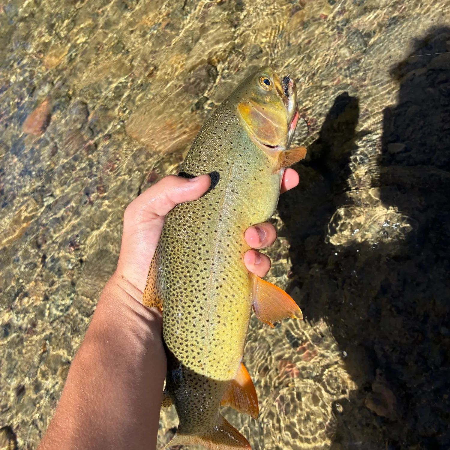 The most recent Snake River fine-spotted cutthroat trout catches on Fishbrain