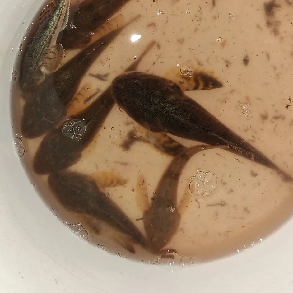 The most recent Pacific staghorn sculpin catches on Fishbrain