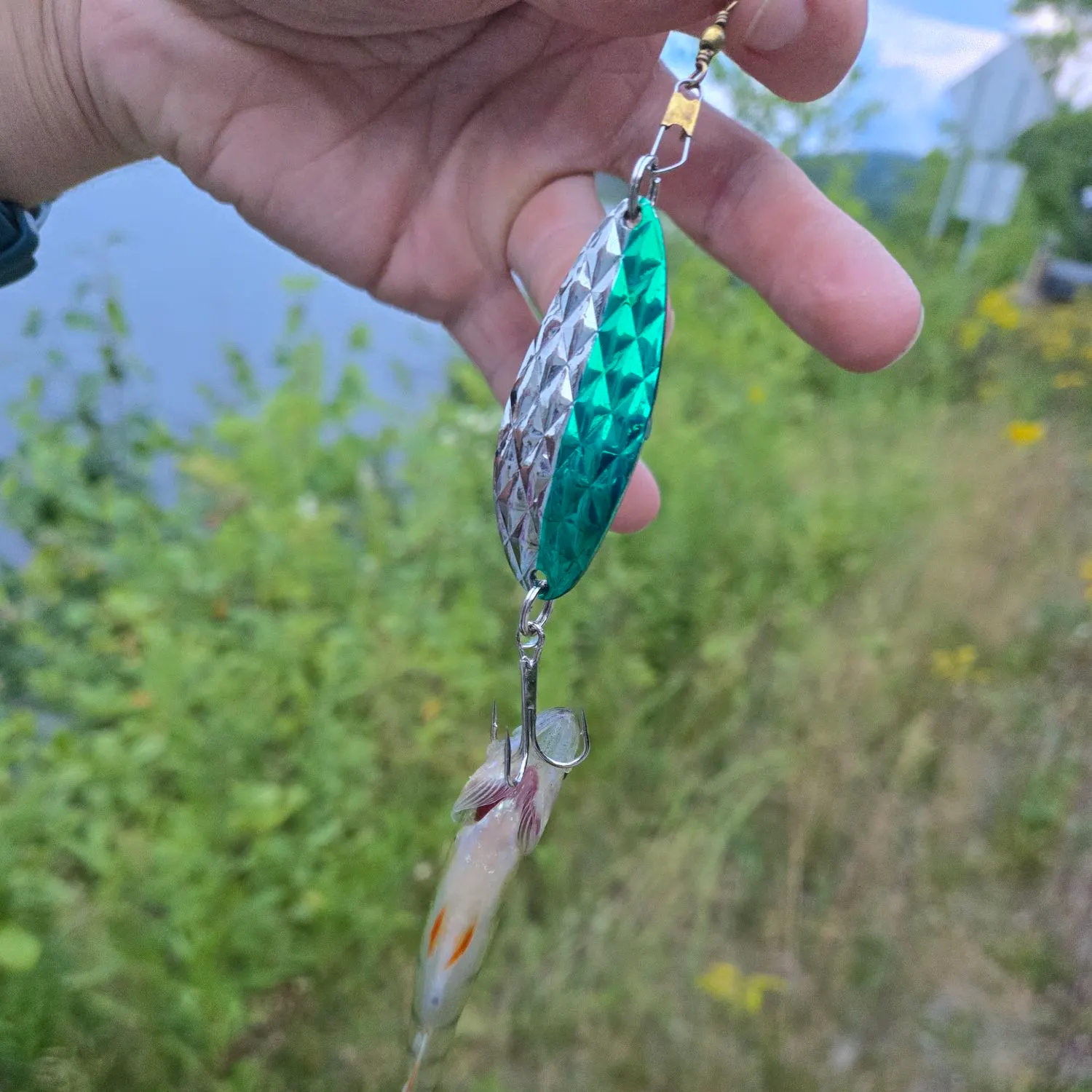Yellow perch caught on Fishbrain