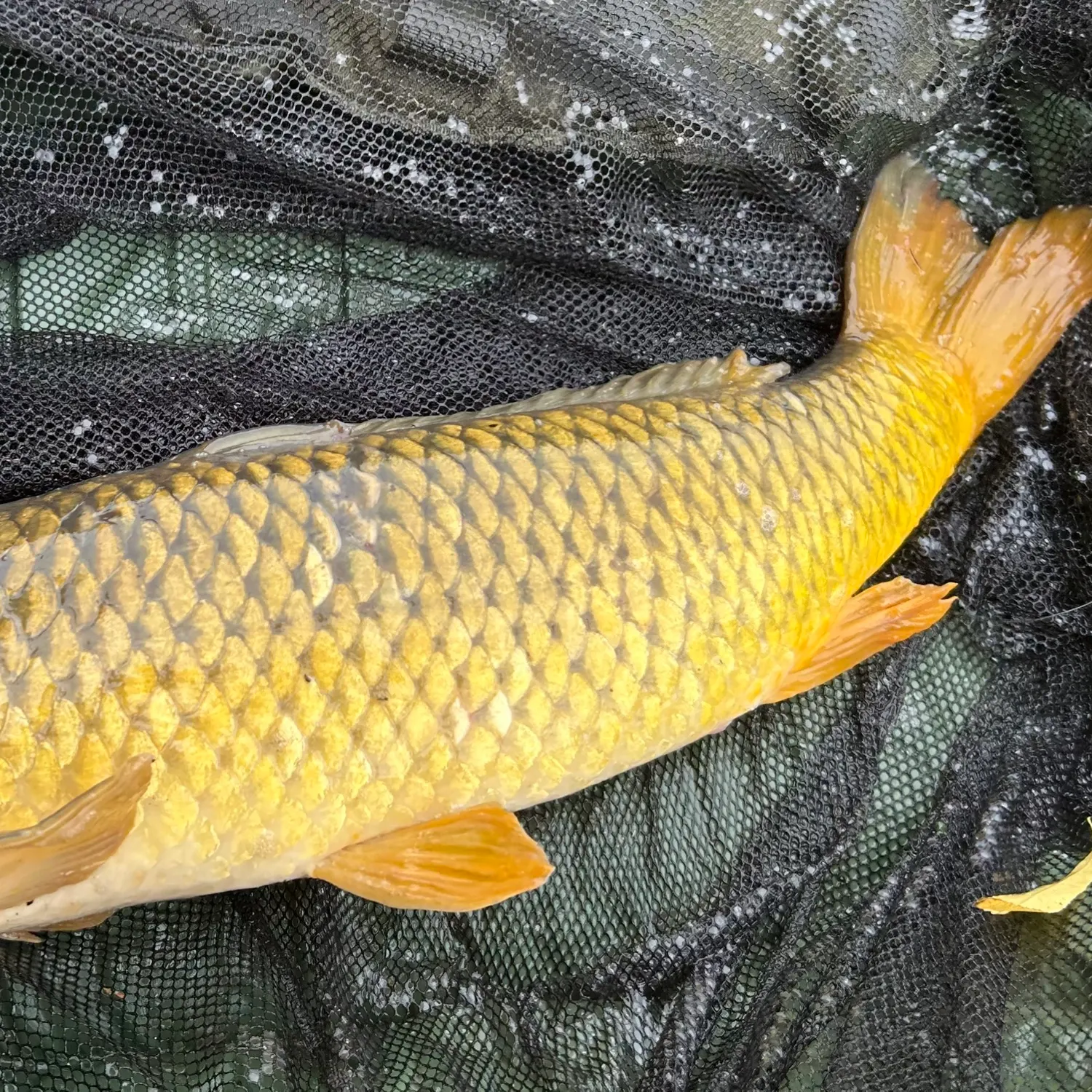 Common carp caught on Fishbrain