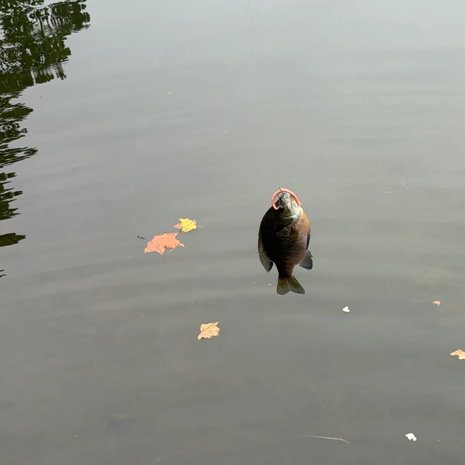 Fish caught on Fishbrain