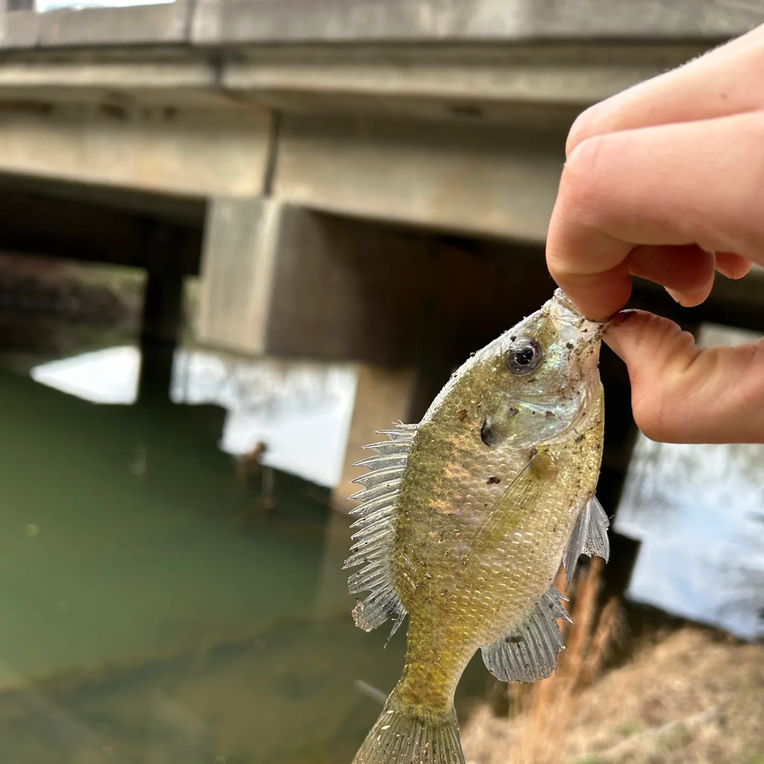 The most recent Redear x bluegill catches on Fishbrain