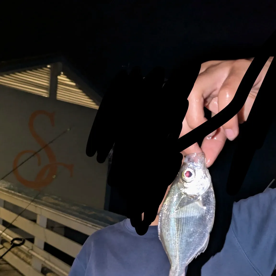 The most recent Walleye surfperch catches on Fishbrain