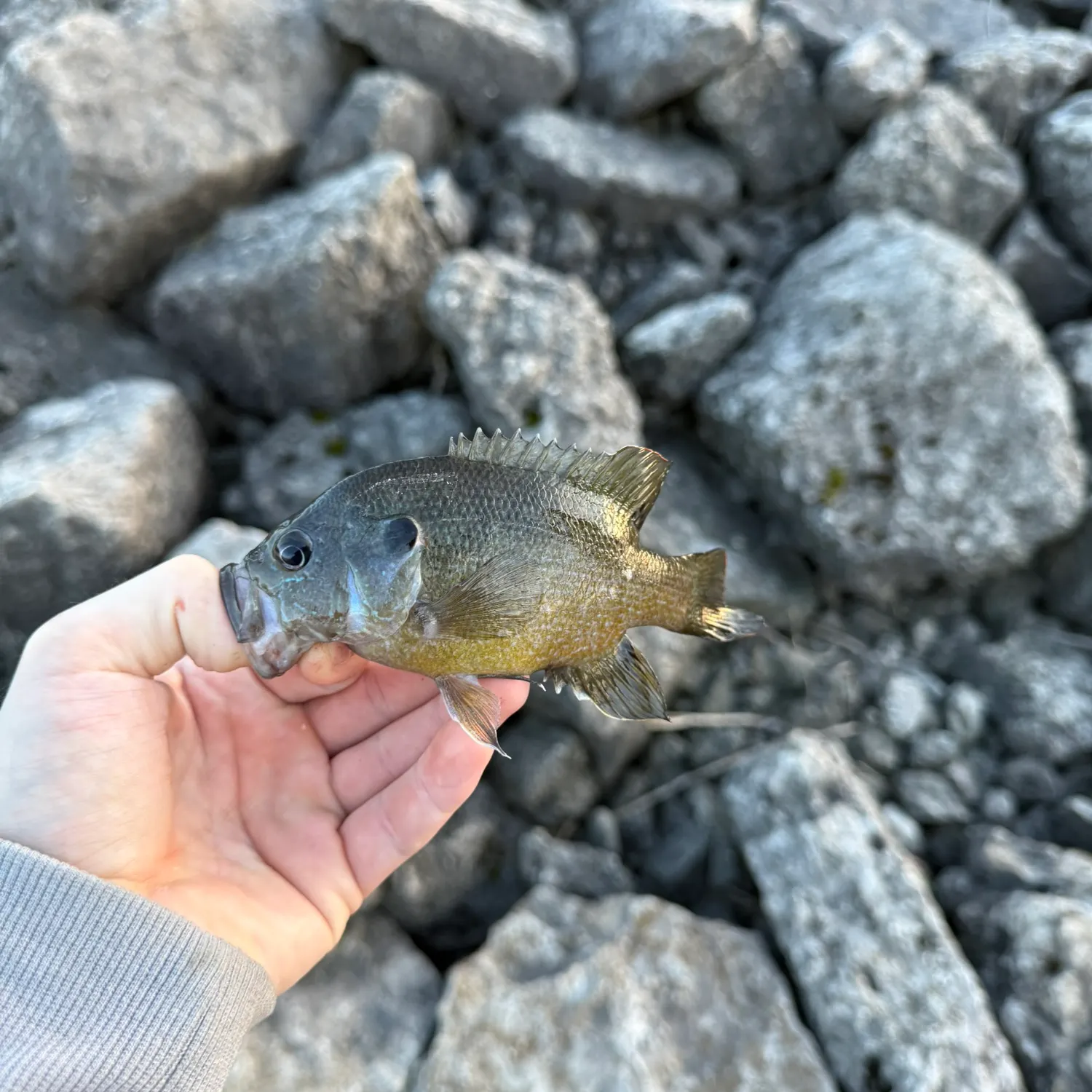 Green sunfish caught on Fishbrain