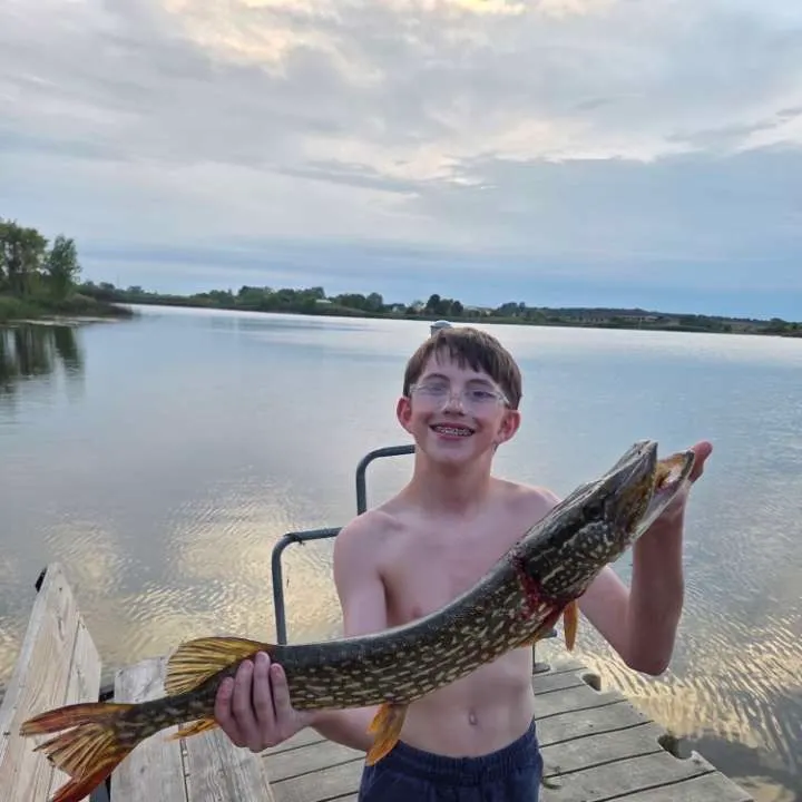 Northern pike caught on Fishbrain