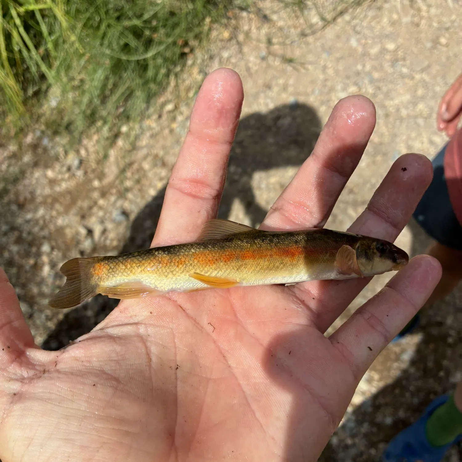 The most recent Longnose sucker catches on Fishbrain
