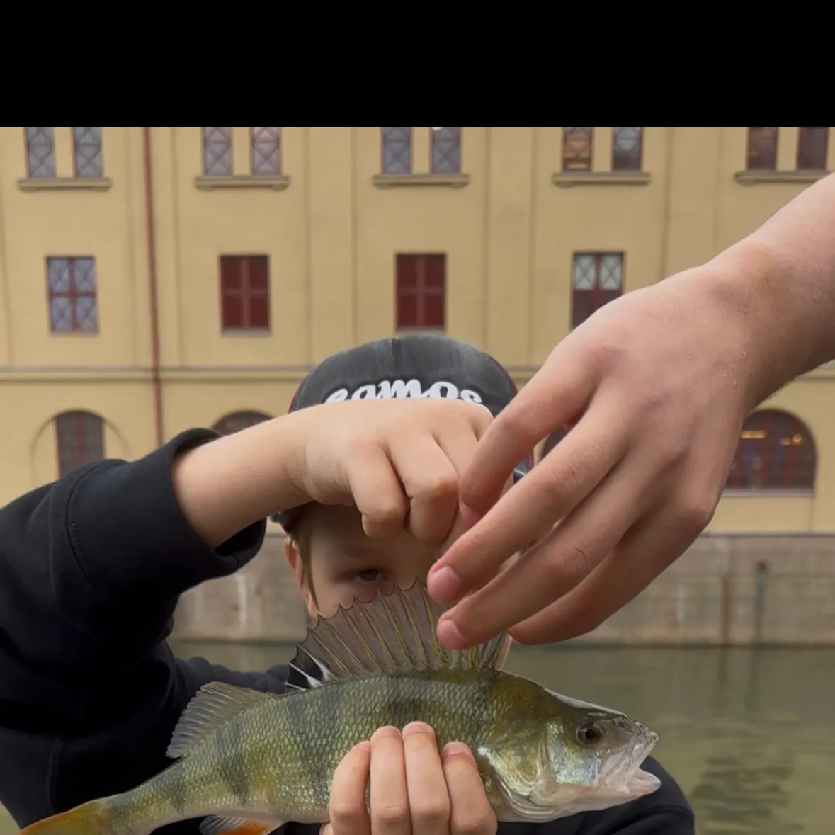 European perch caught on Fishbrain