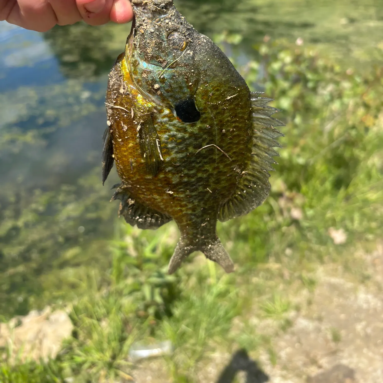The most recent Redear sunfish catches on Fishbrain