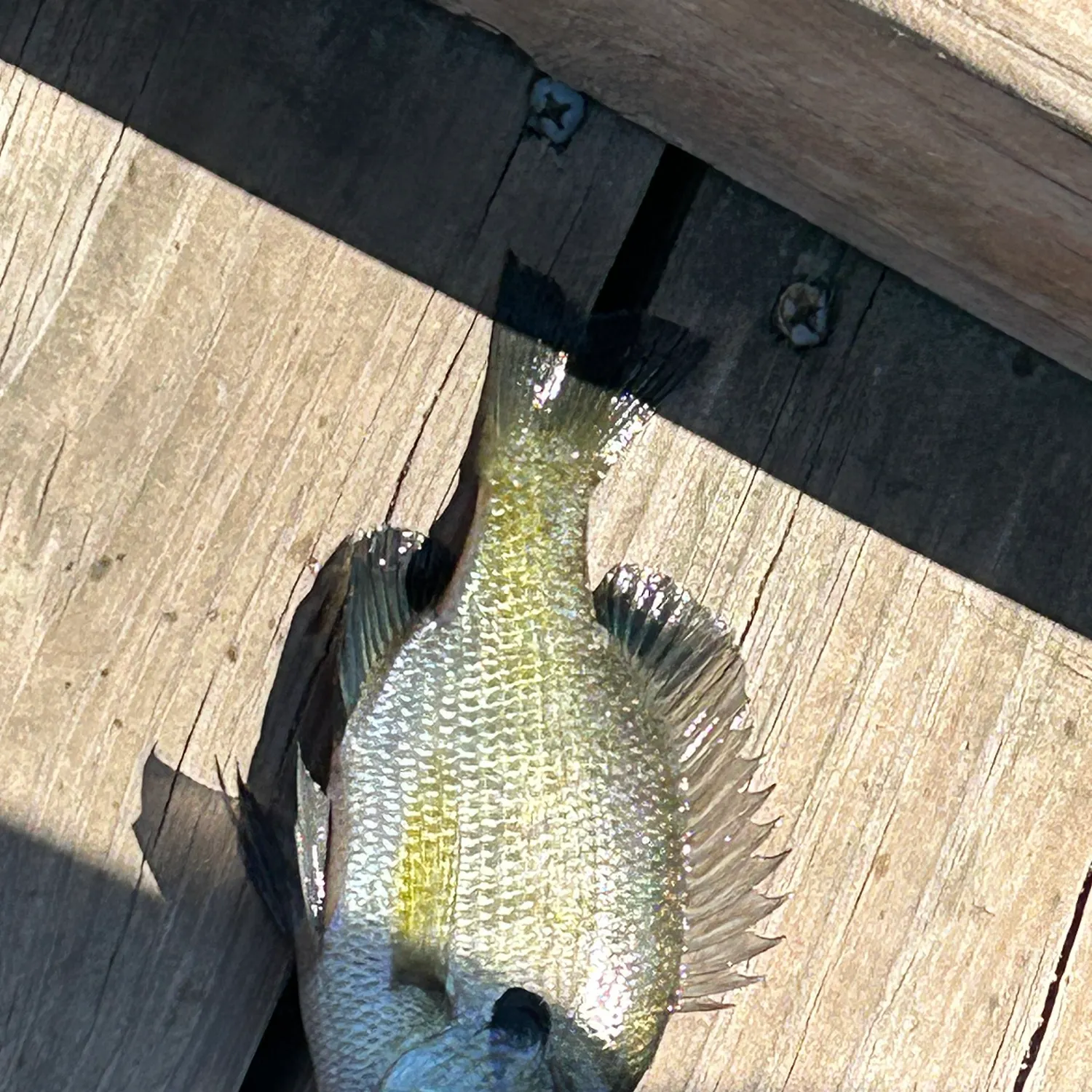 Bluegill caught on Fishbrain