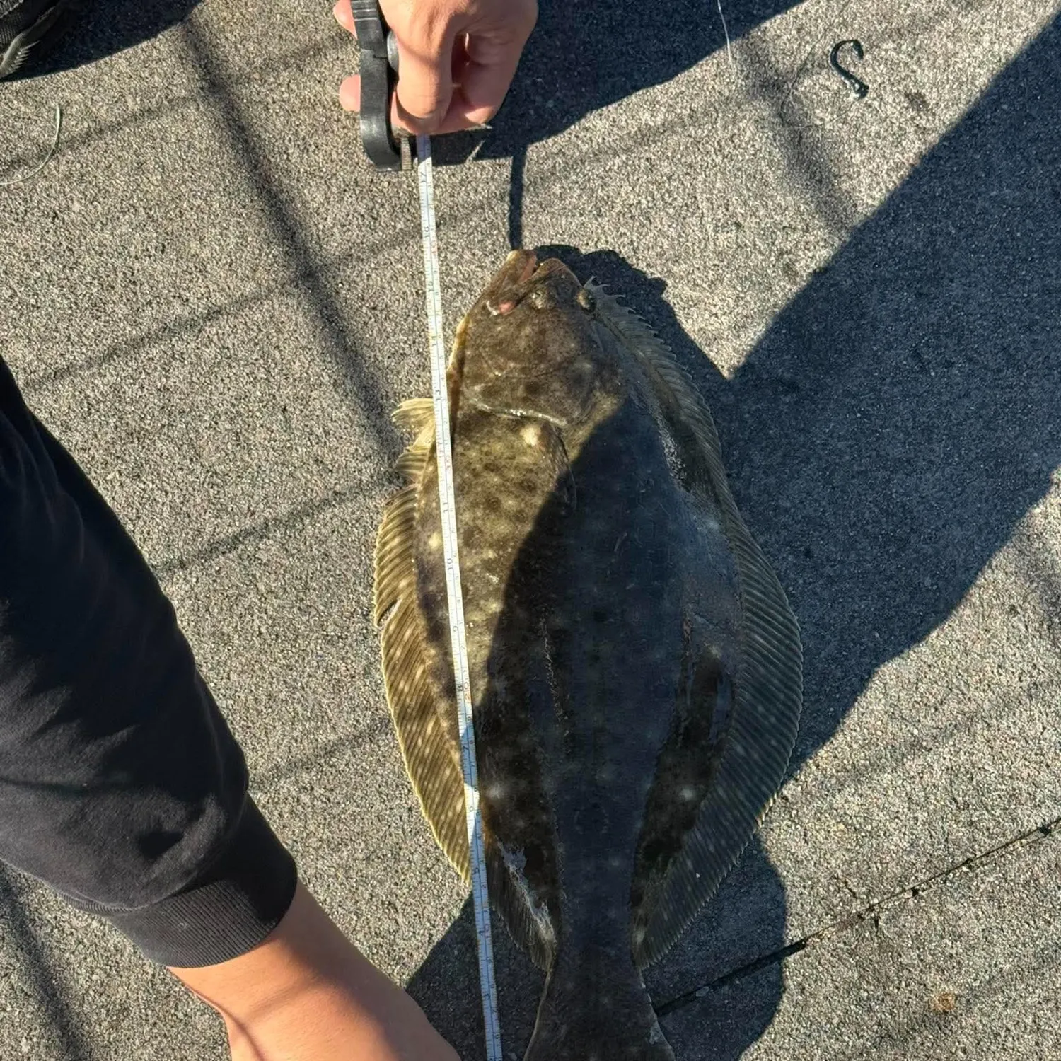 Summer flounder caught on Fishbrain