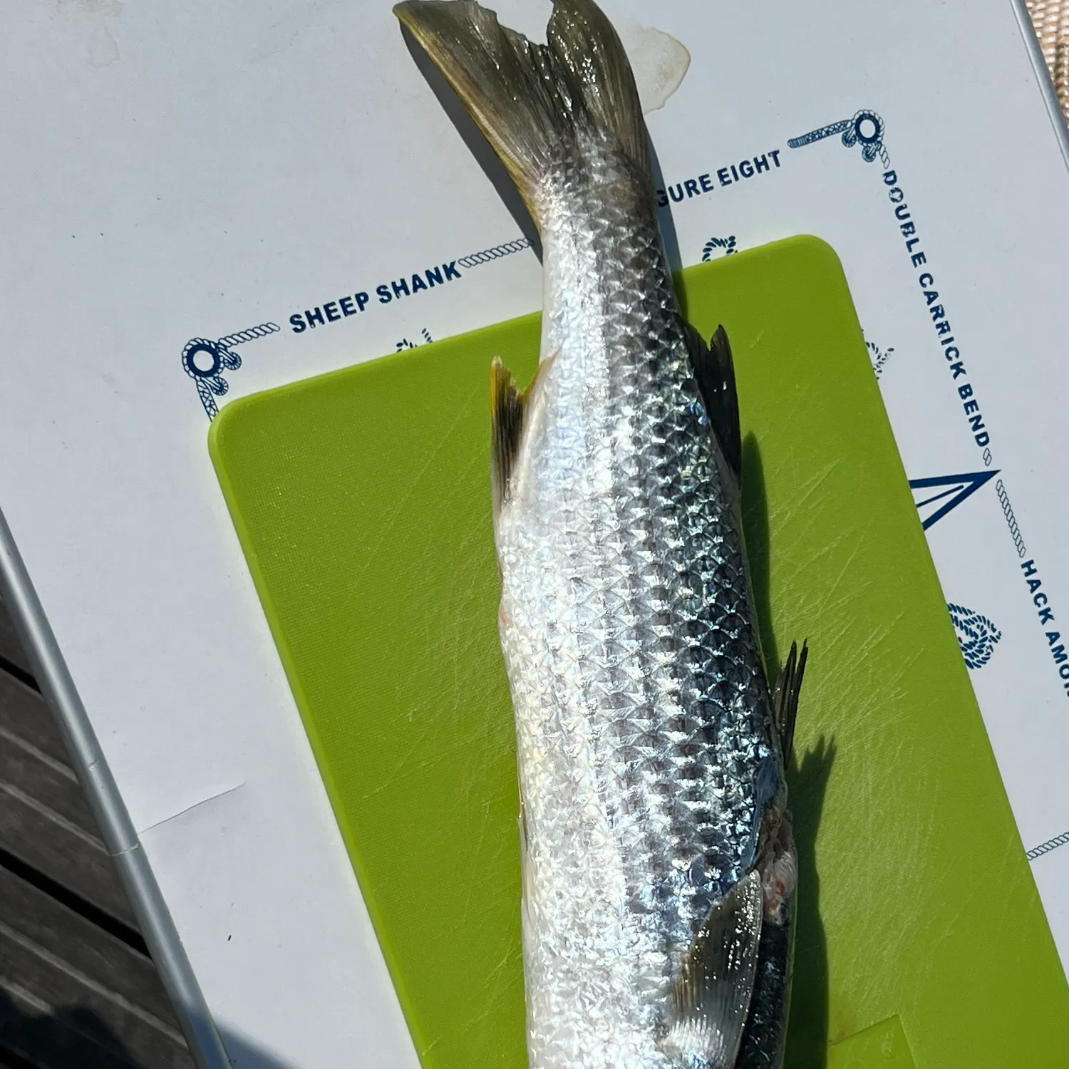 Thicklip grey mullet caught on Fishbrain
