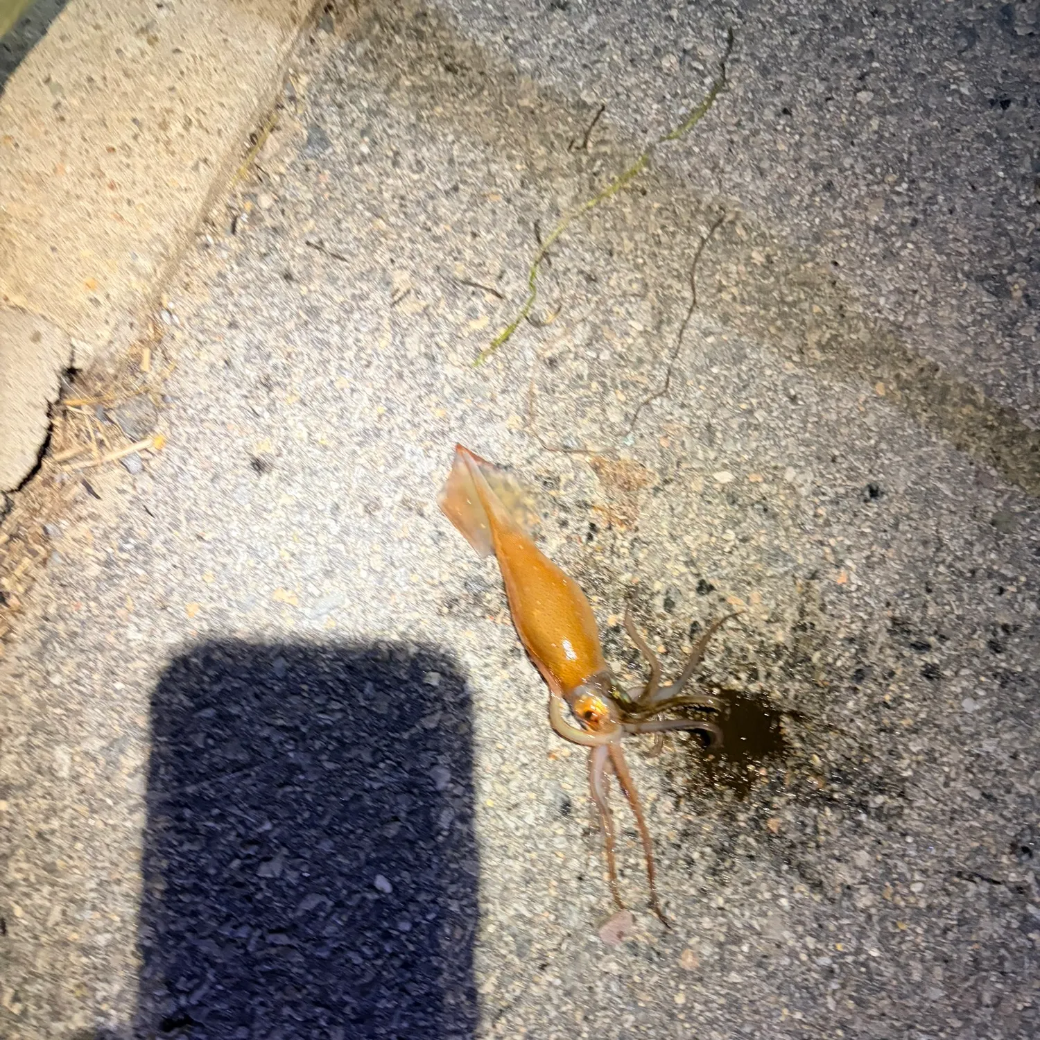The most recent Longfin inshore squid catches on Fishbrain