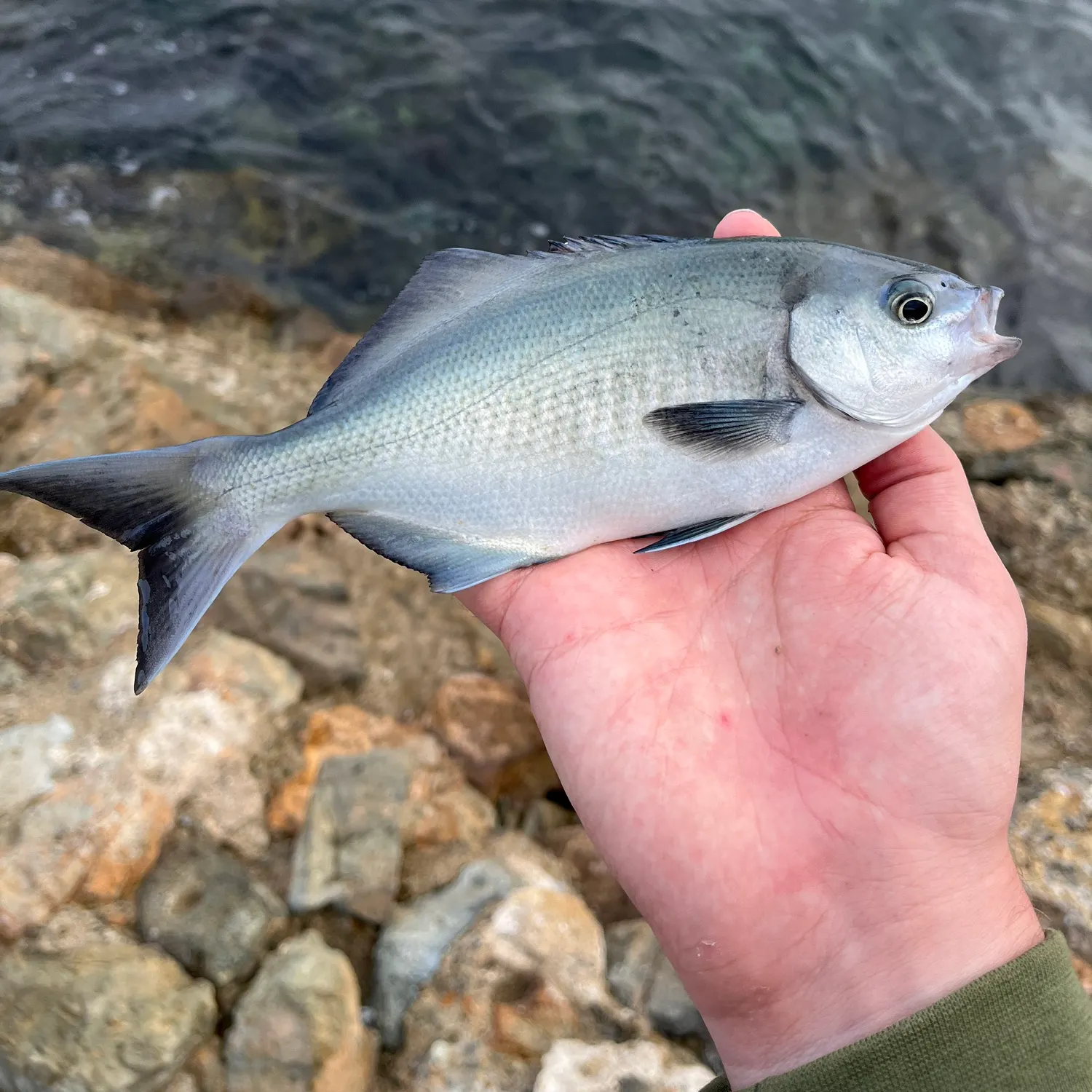The most recent Halfmoon catches on Fishbrain