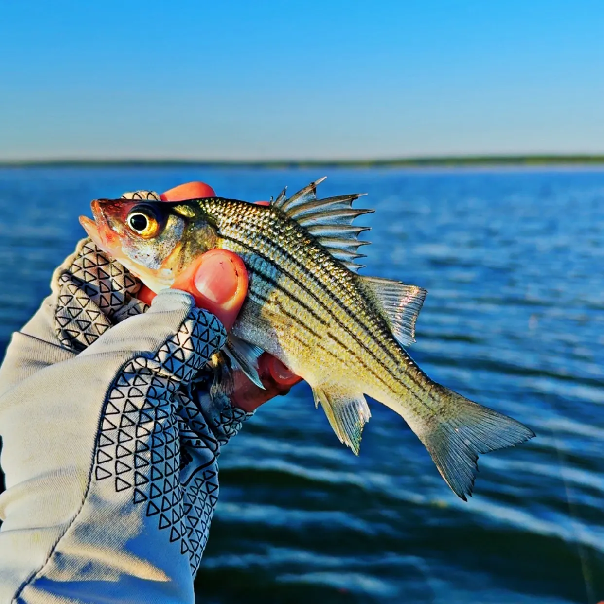 The most recent Yellow bass catches on Fishbrain