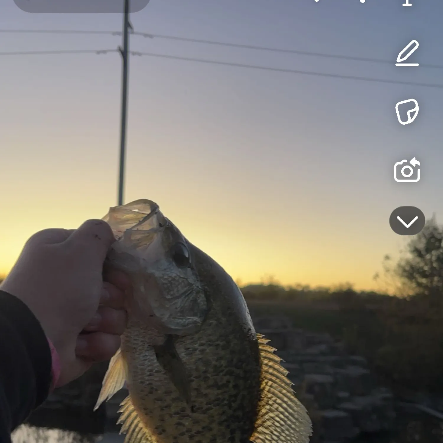 recently logged catches