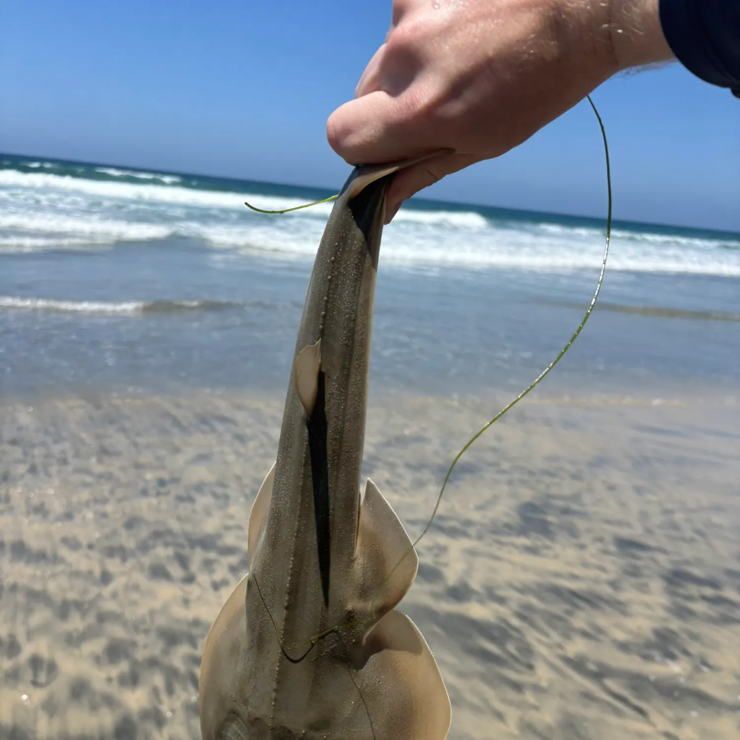 The most recent Pacific shovelnose guitarfish catches on Fishbrain