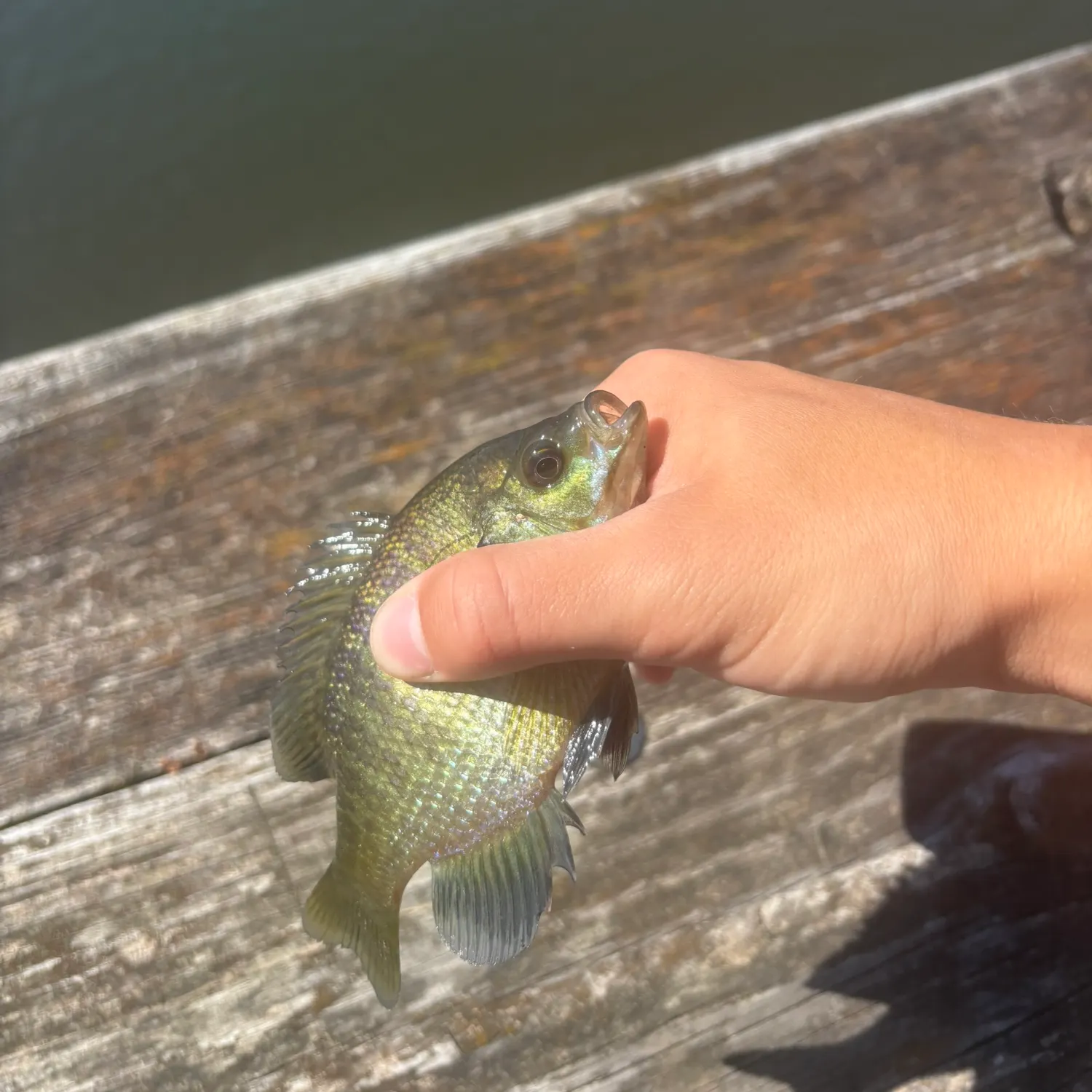 Bluegill caught on Fishbrain