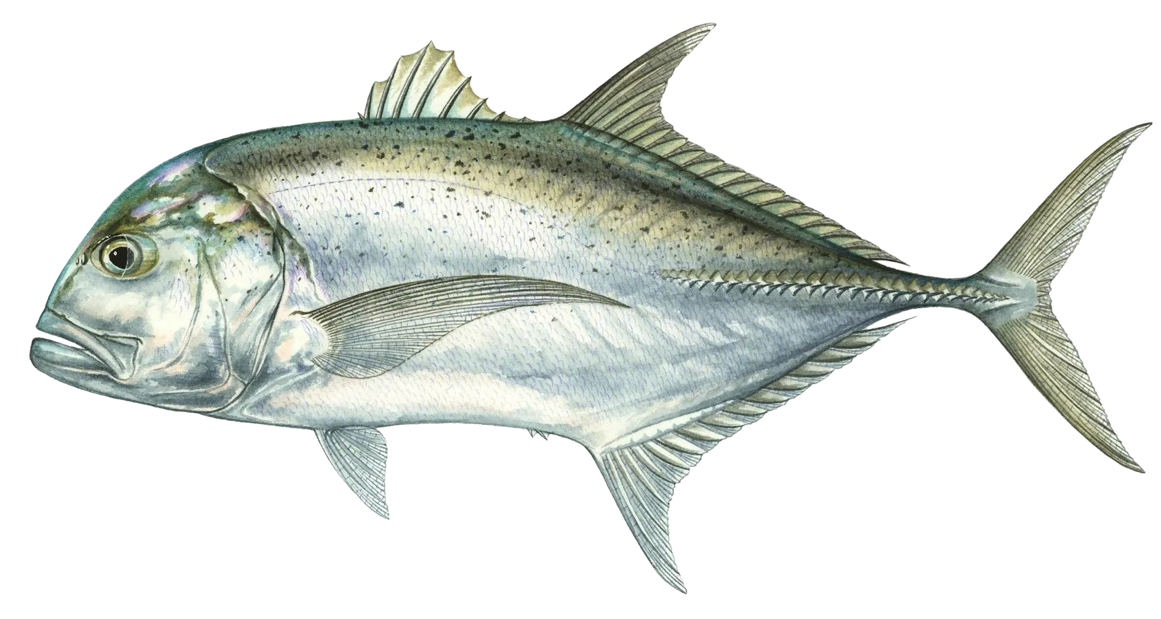 Giant trevally