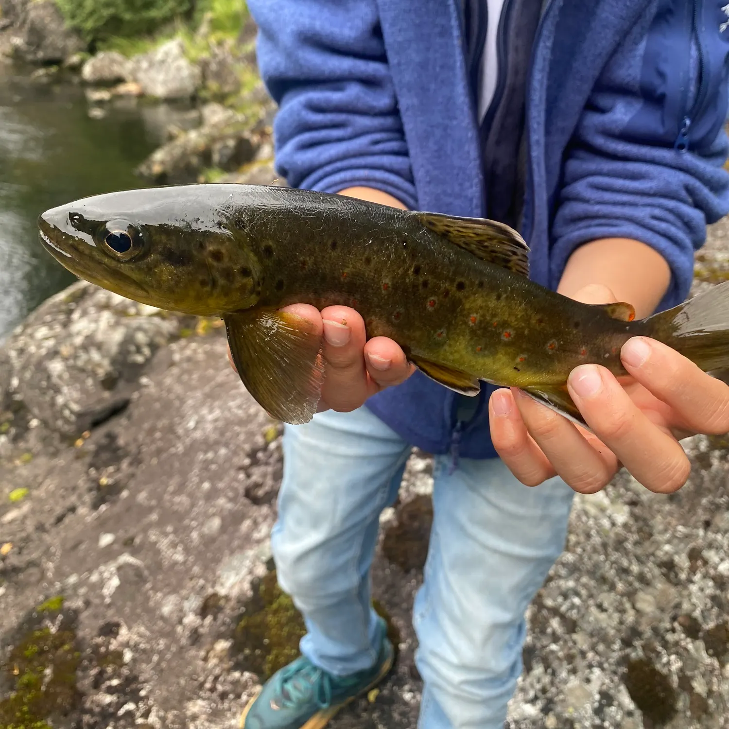 Fish caught on Fishbrain