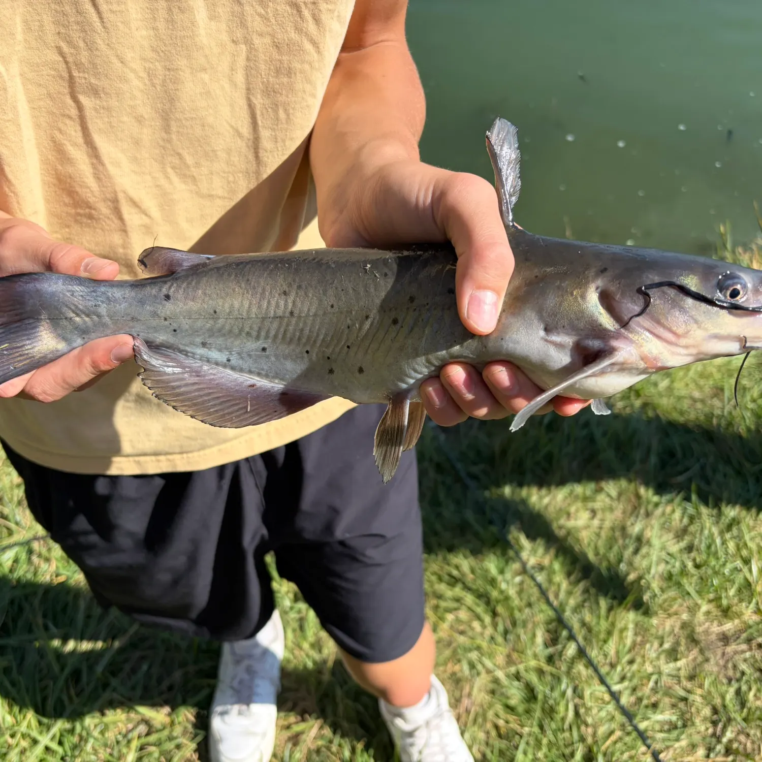 Channel catfish caught on Fishbrain