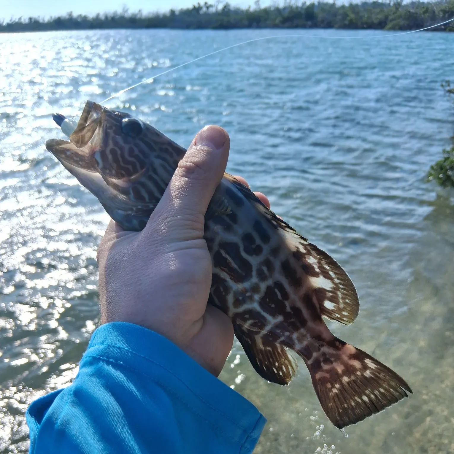 The most recent Black grouper catches on Fishbrain