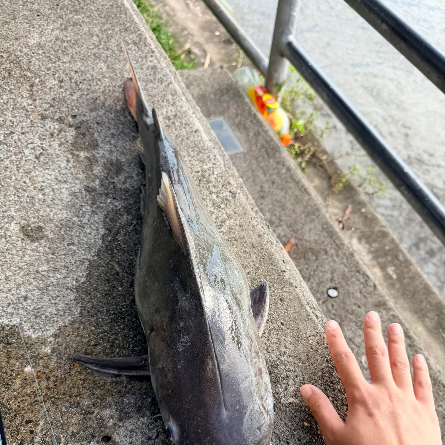 The most recent Giant sea catfish catches on Fishbrain