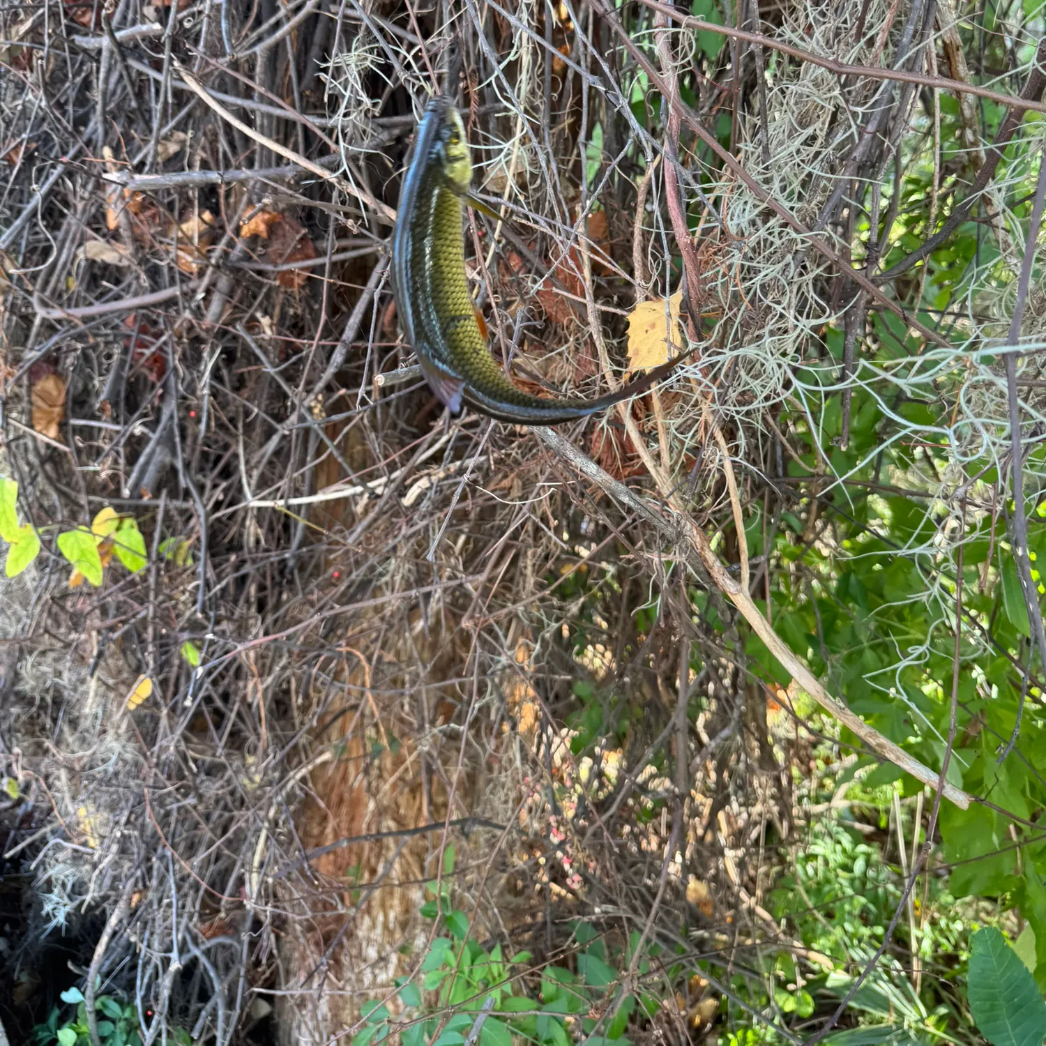 The most recent Golden shiner catches on Fishbrain