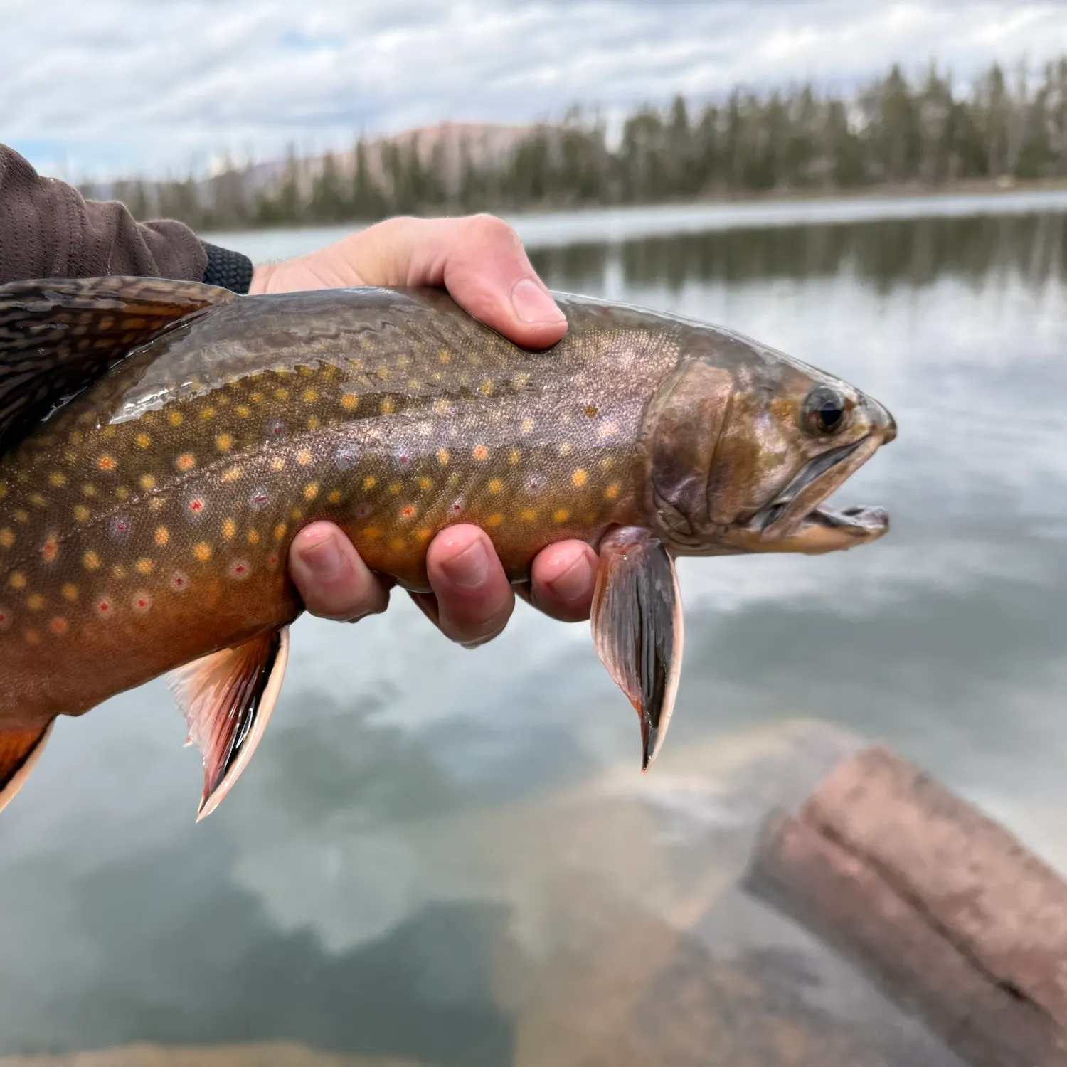 Brook trout caught on Fishbrain