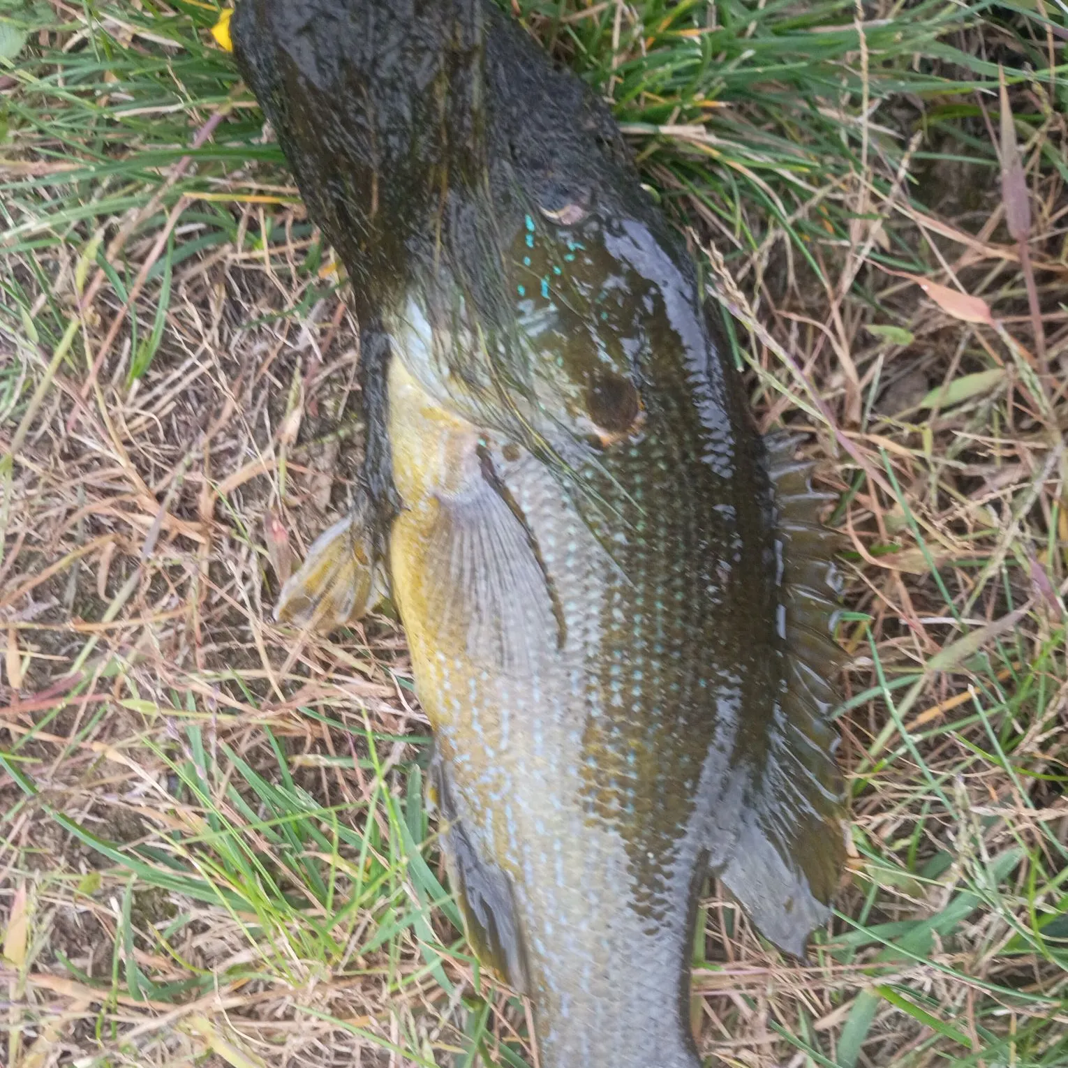 Green sunfish caught on Fishbrain