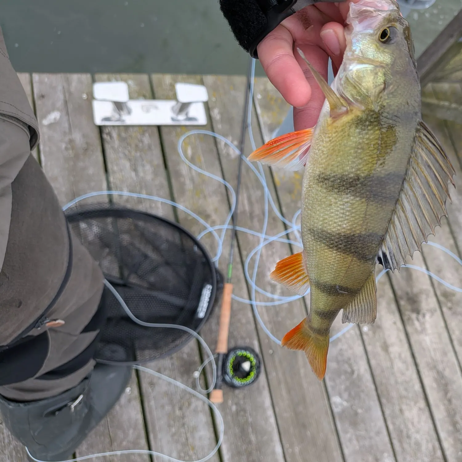 European perch caught on Fishbrain