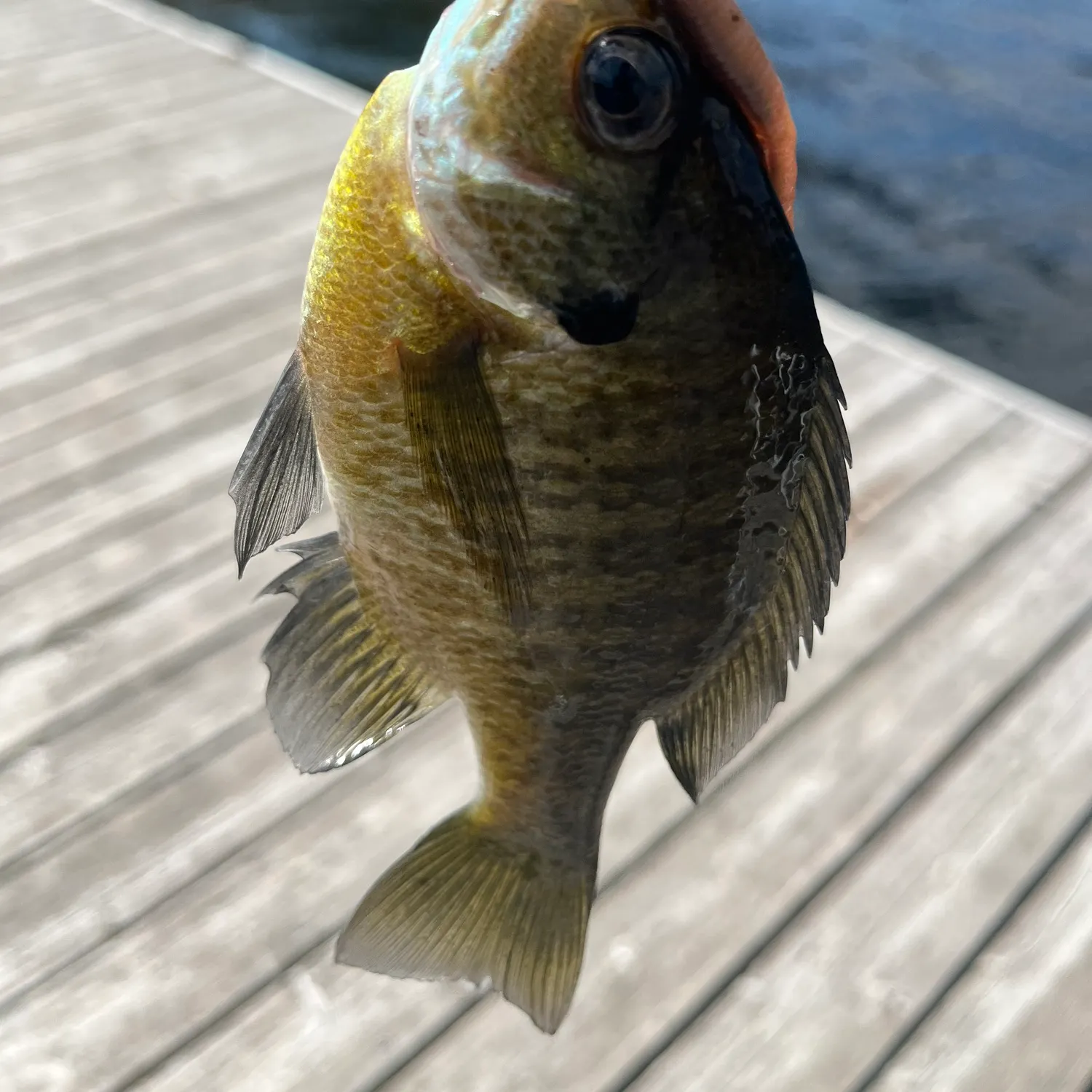 The most recent Bluegill catches on Fishbrain