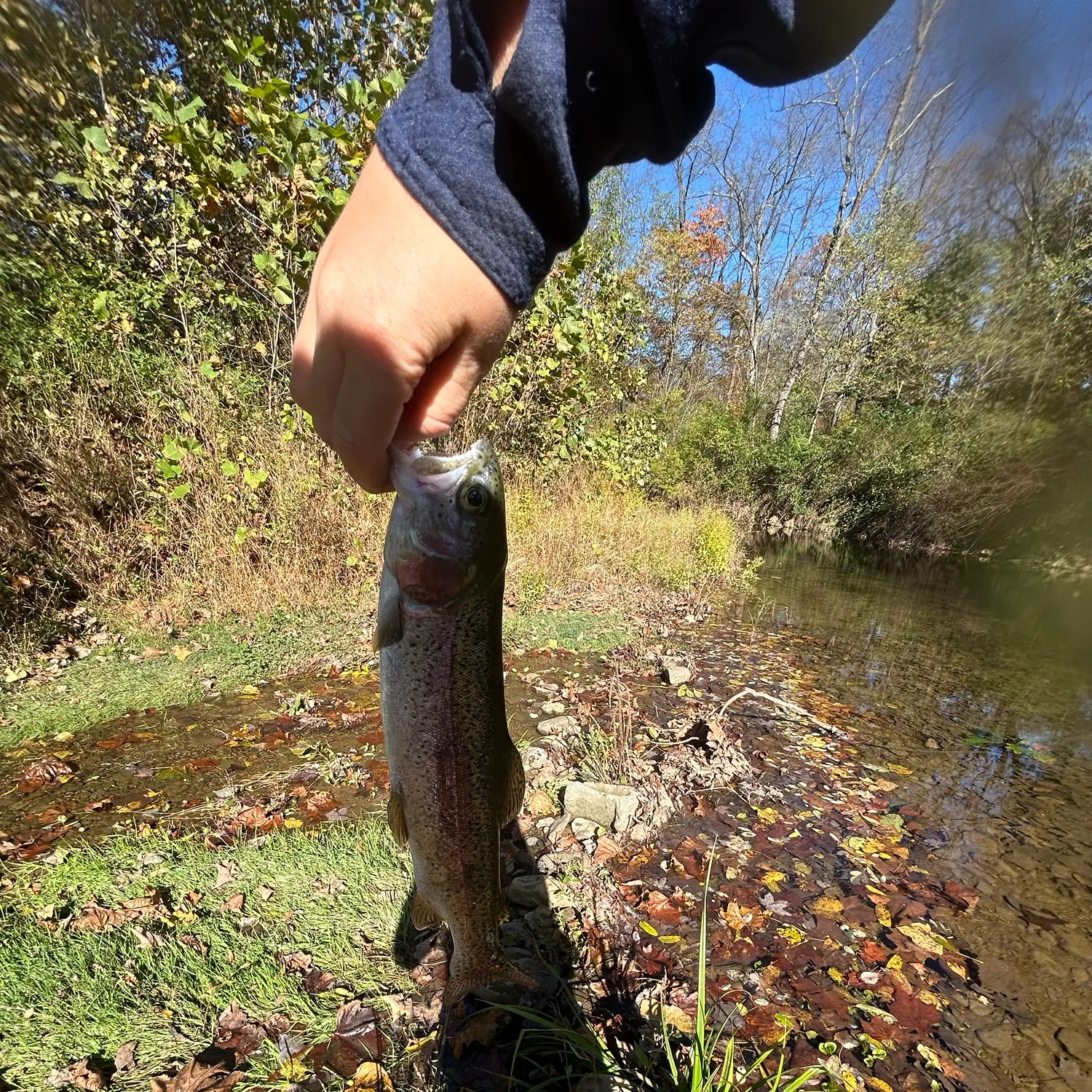 Rainbow trout caught on Fishbrain