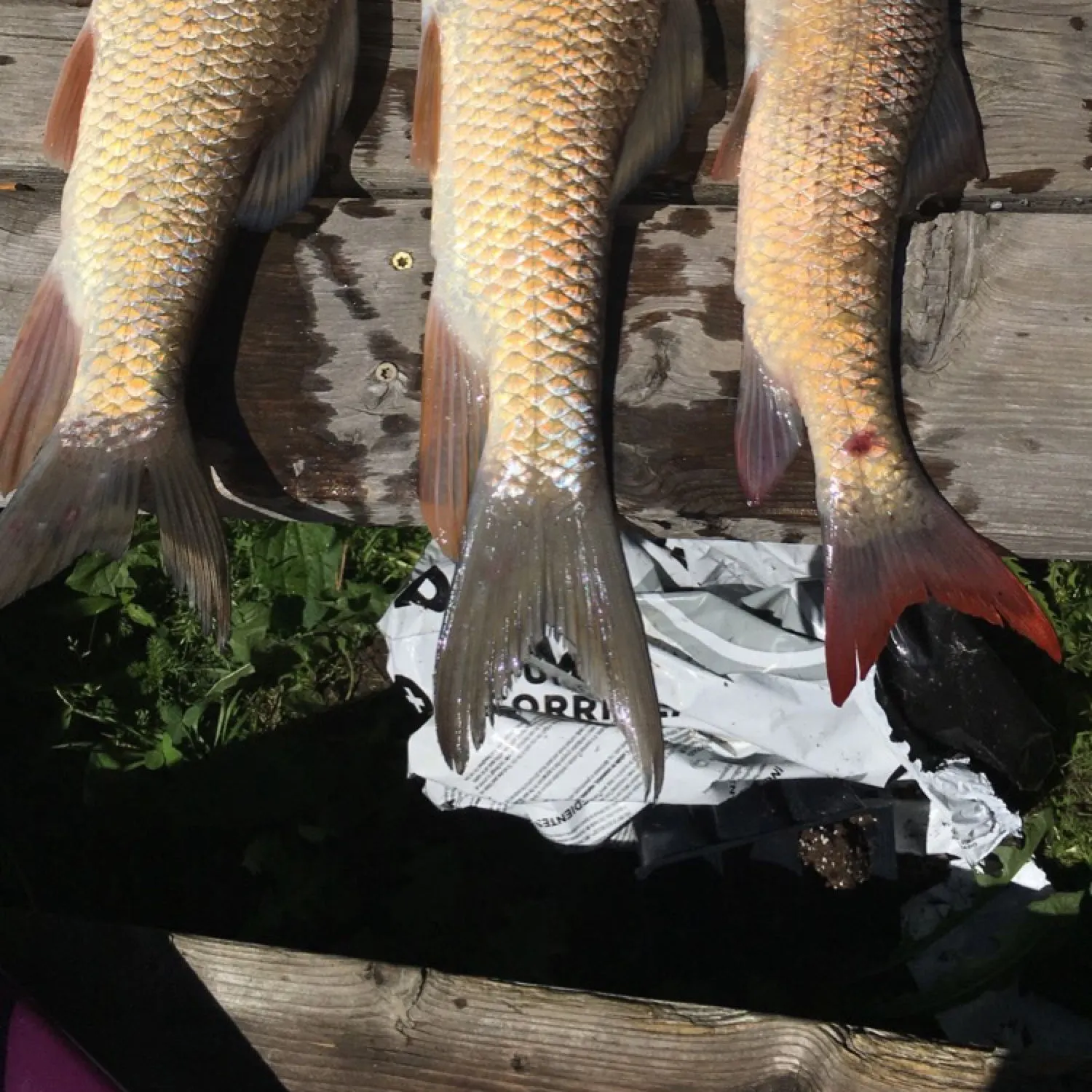 recently logged catches