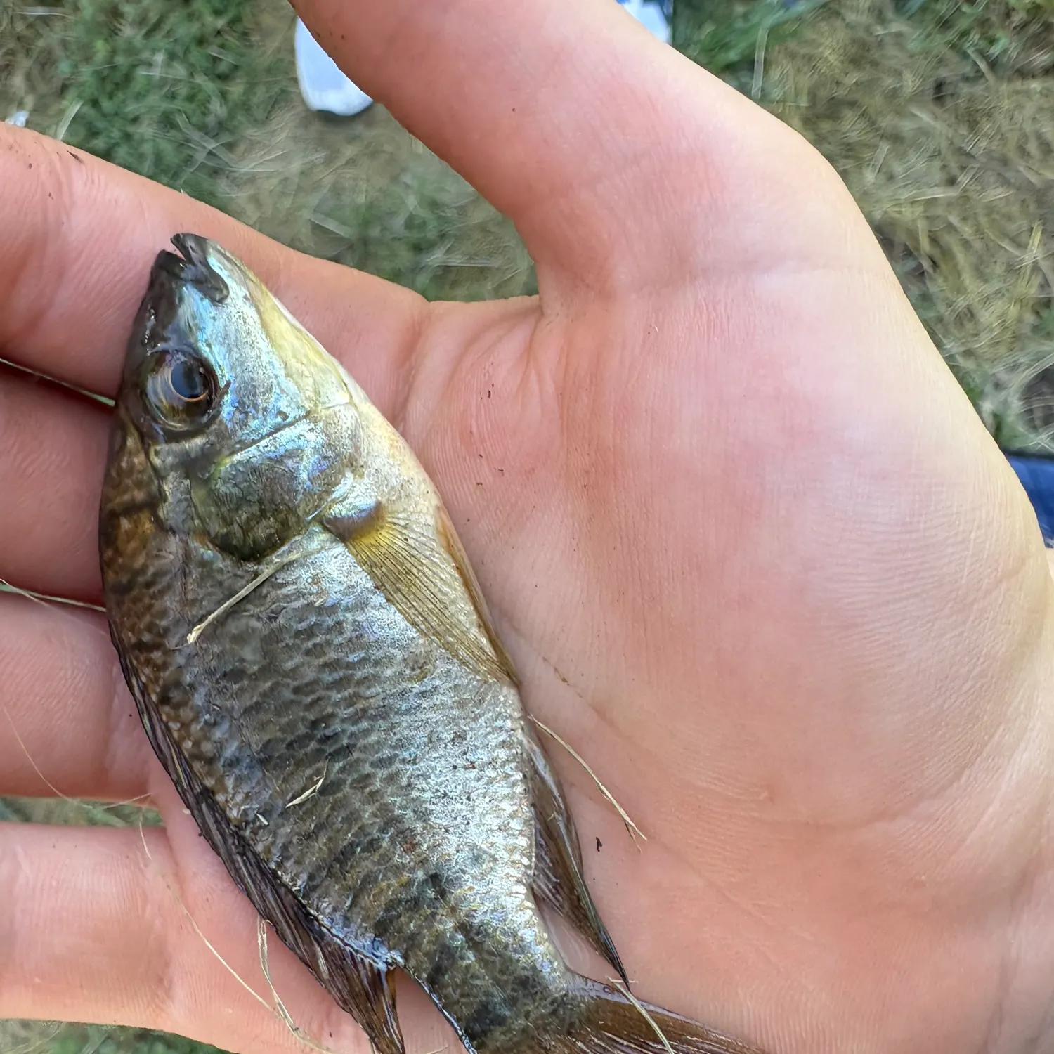 Mozambique tilapia caught on Fishbrain