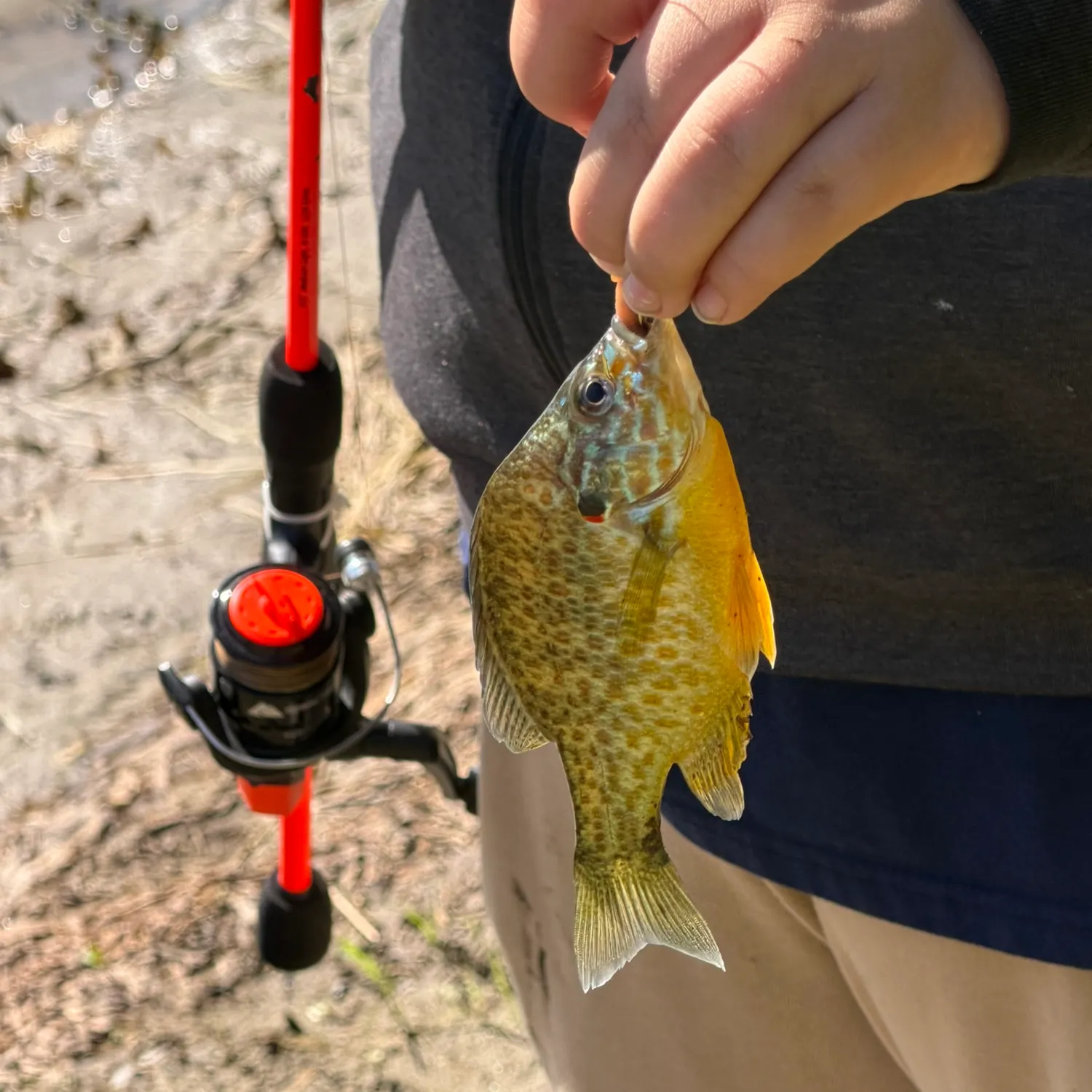 Pumpkinseed caught on Fishbrain