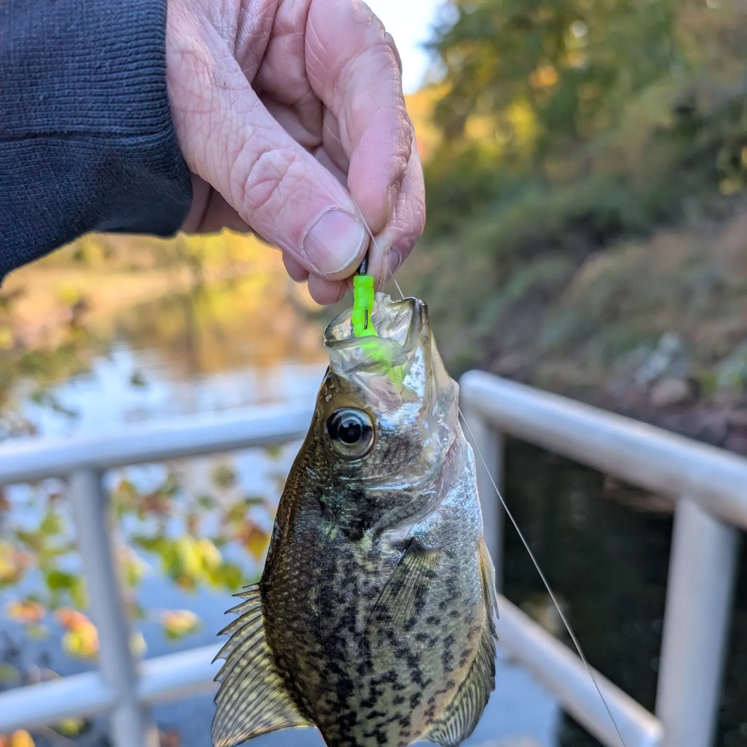 Black crappie caught on Fishbrain