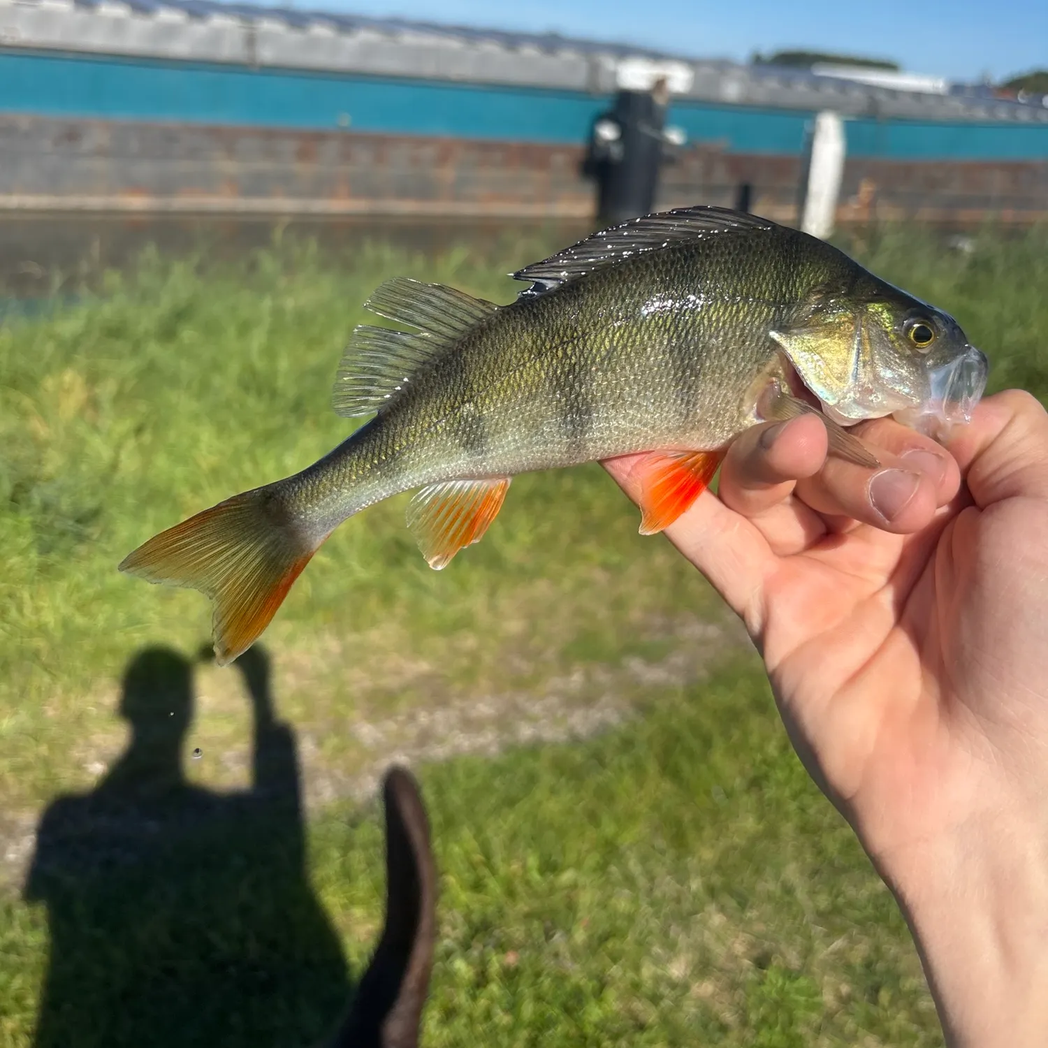 European perch caught on Fishbrain