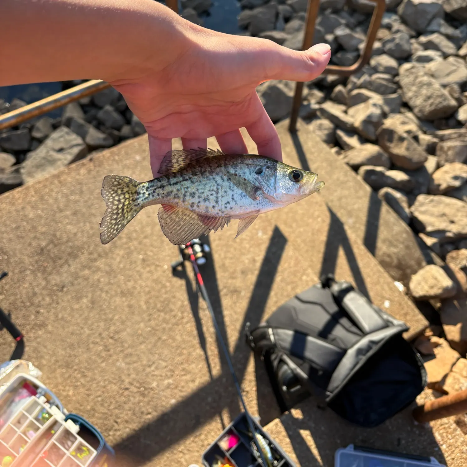 White crappie caught on Fishbrain