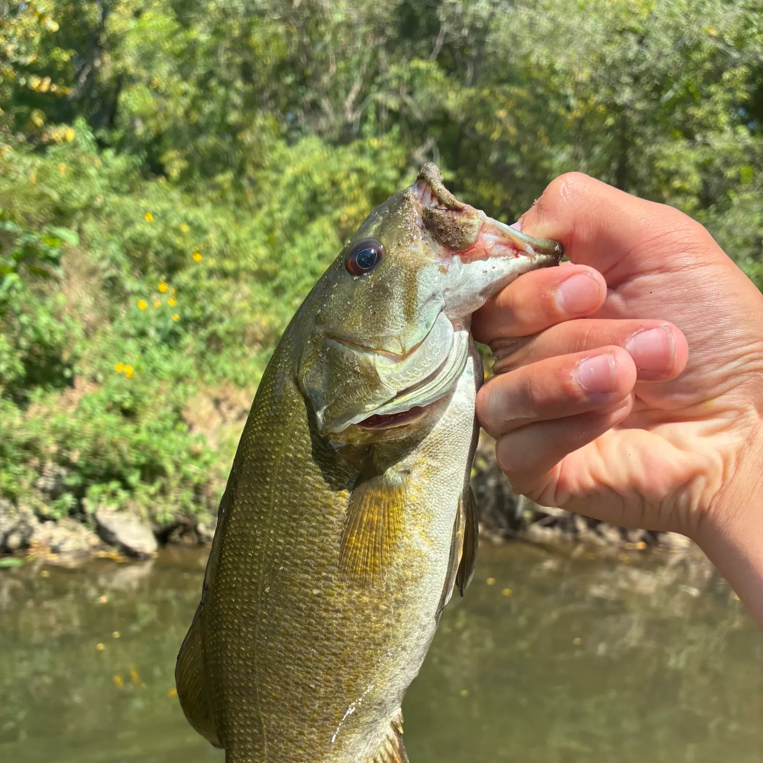 Smallmouth bass caught on Fishbrain