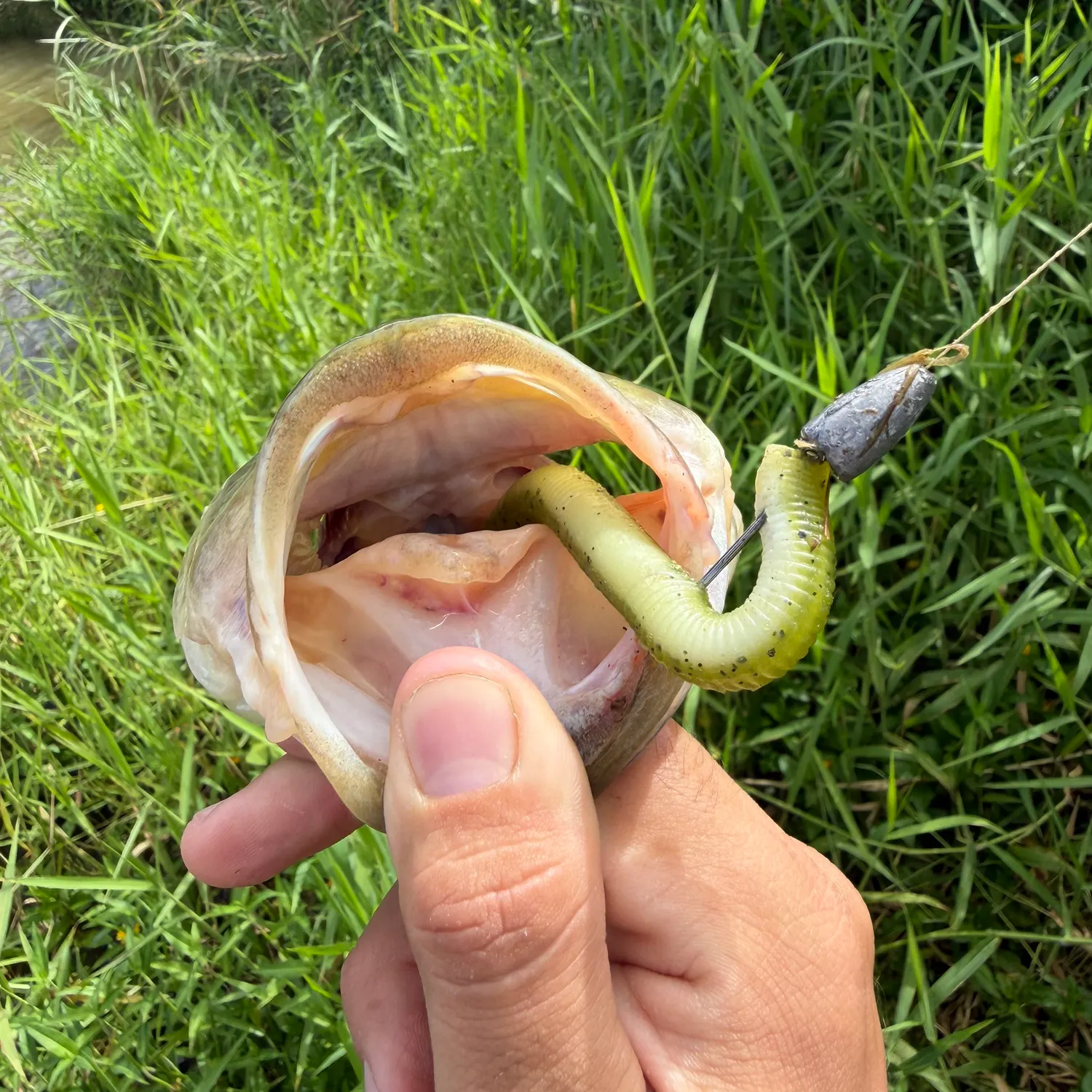Fish caught on Fishbrain