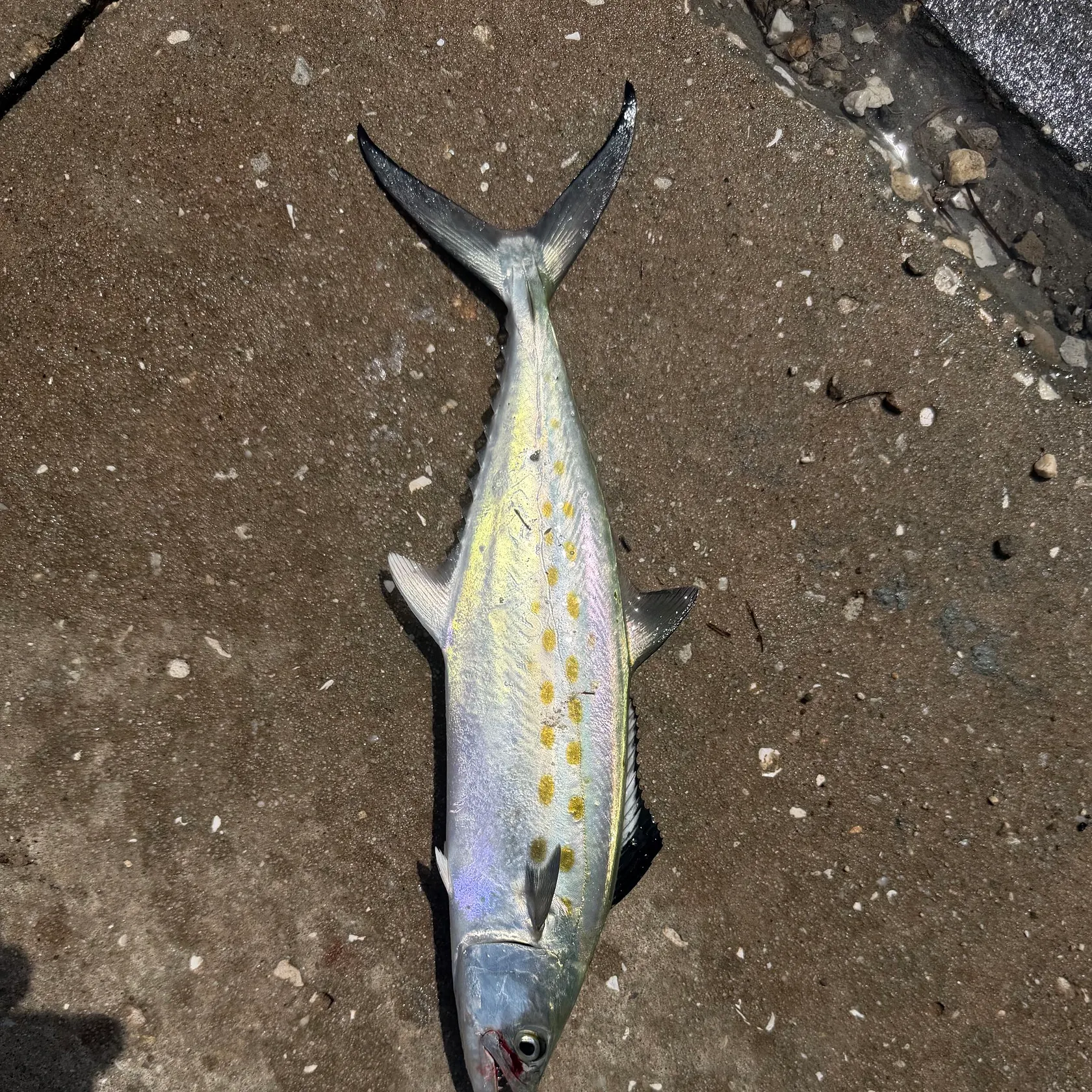 Spanish mackerel caught on Fishbrain