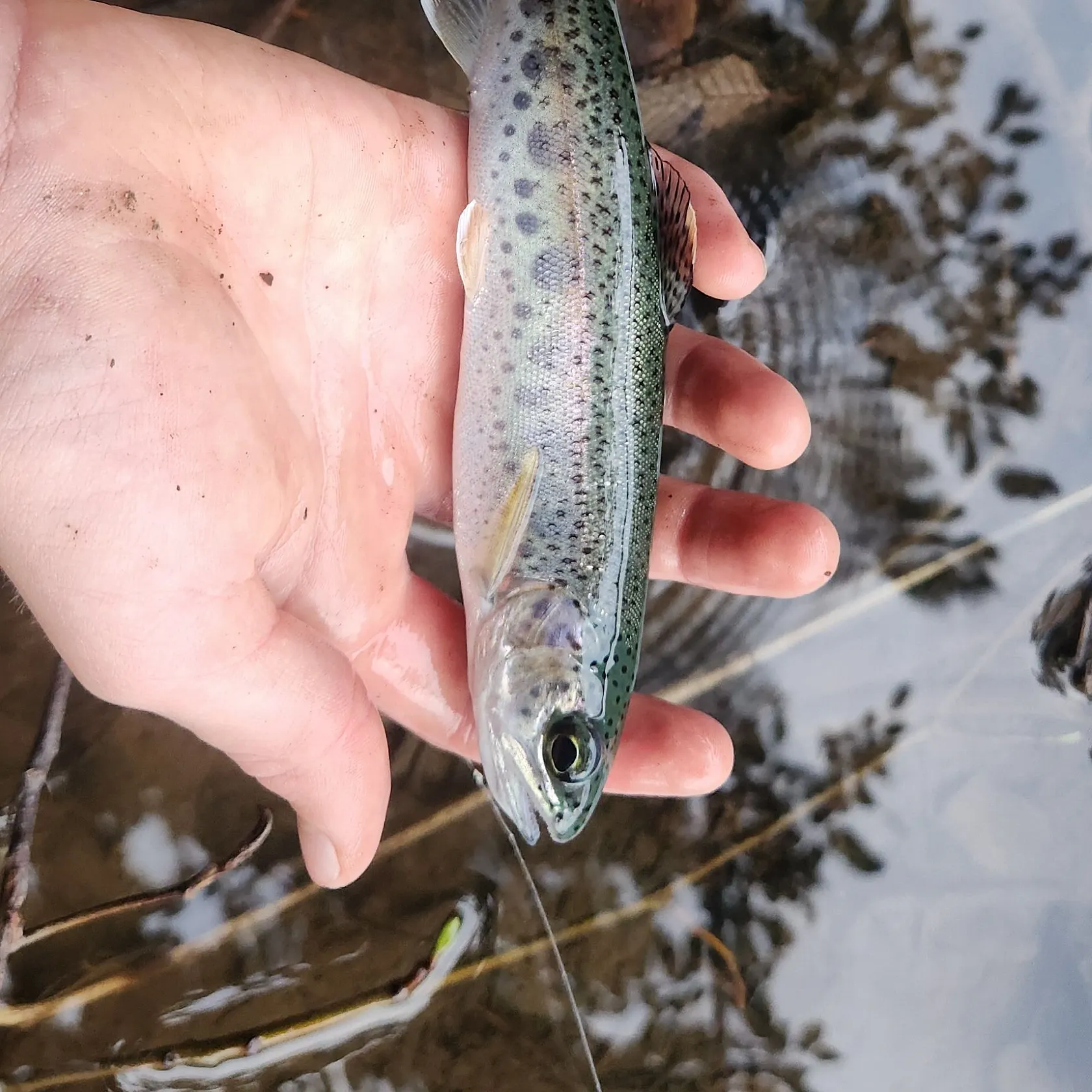 Rainbow trout caught on Fishbrain